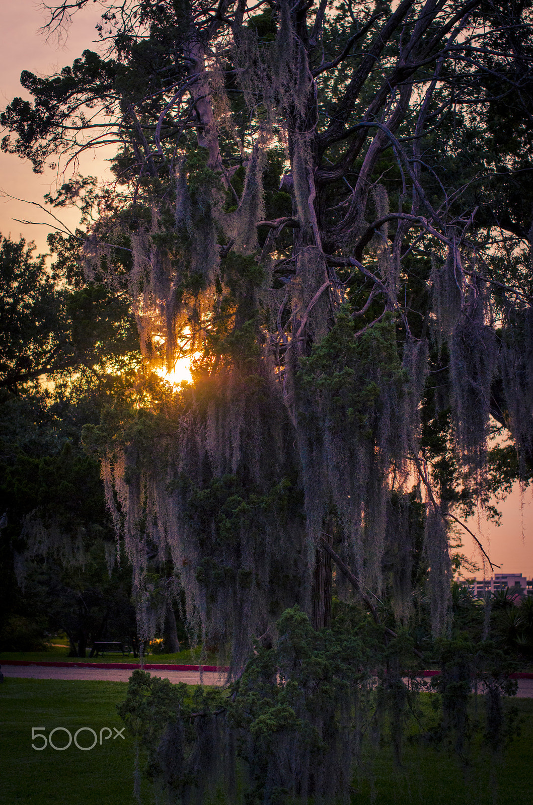 Nikon D5100 + Sigma 50mm F1.4 EX DG HSM sample photo. Spanish moss 1 photography