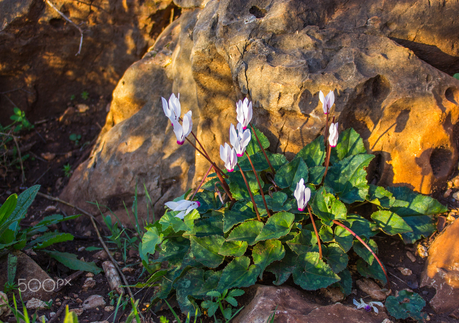 Canon EF 75-300mm F4.0-5.6 IS USM sample photo. Cyclamen wake up early in the morning in the fores photography