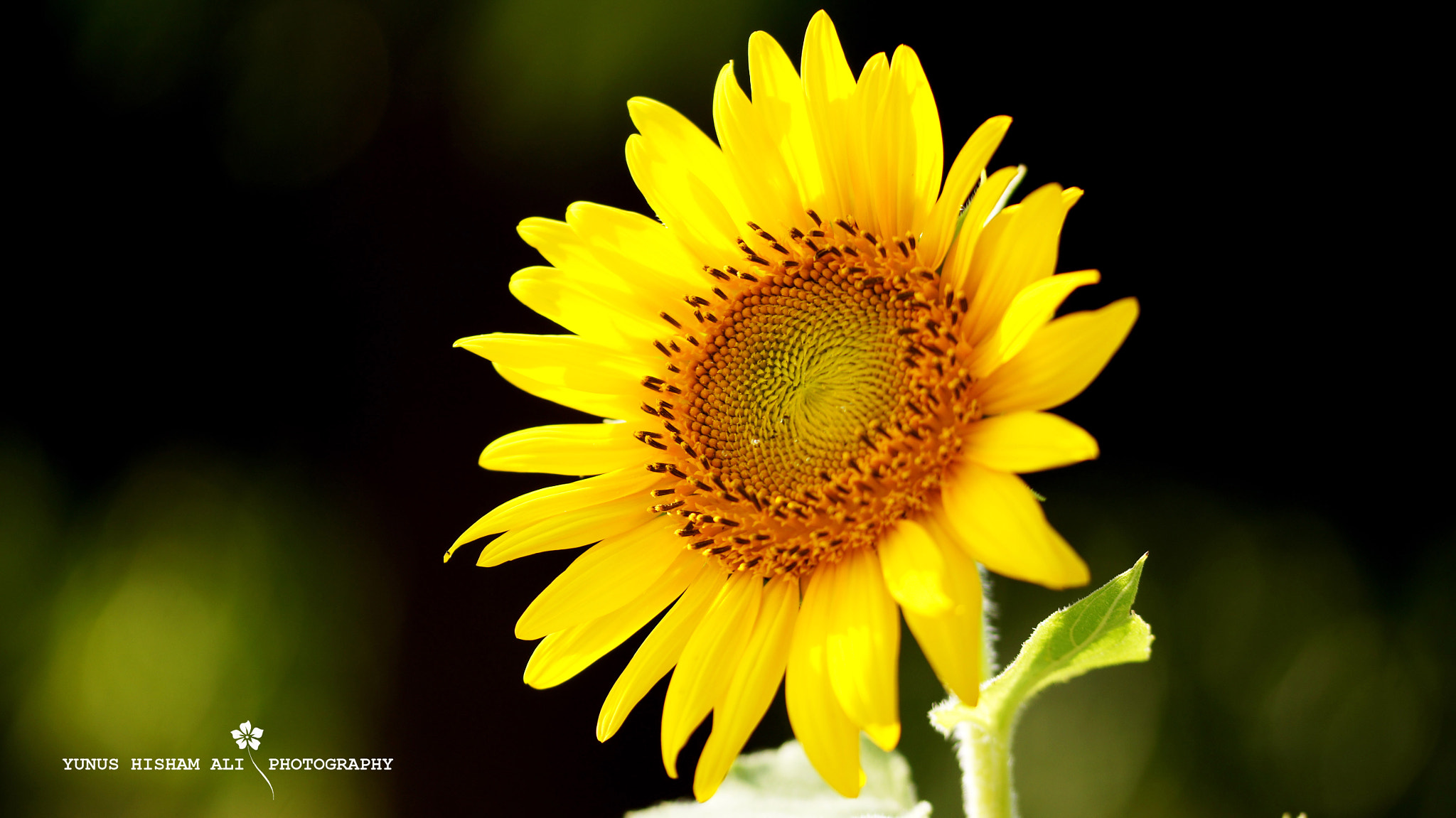 Sony SLT-A55 (SLT-A55V) + 105mm F2.8 sample photo. Sunflower photography