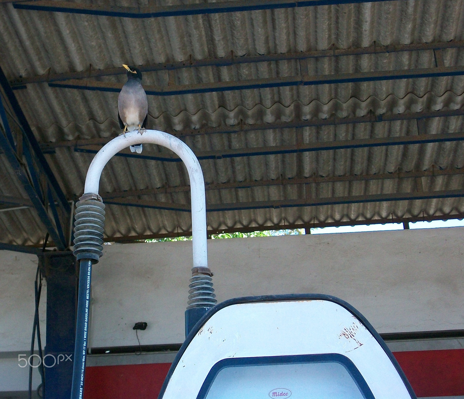 Kodak EASYSHARE M320 DIGITAL CAMERA sample photo. Petrol pump bird photography