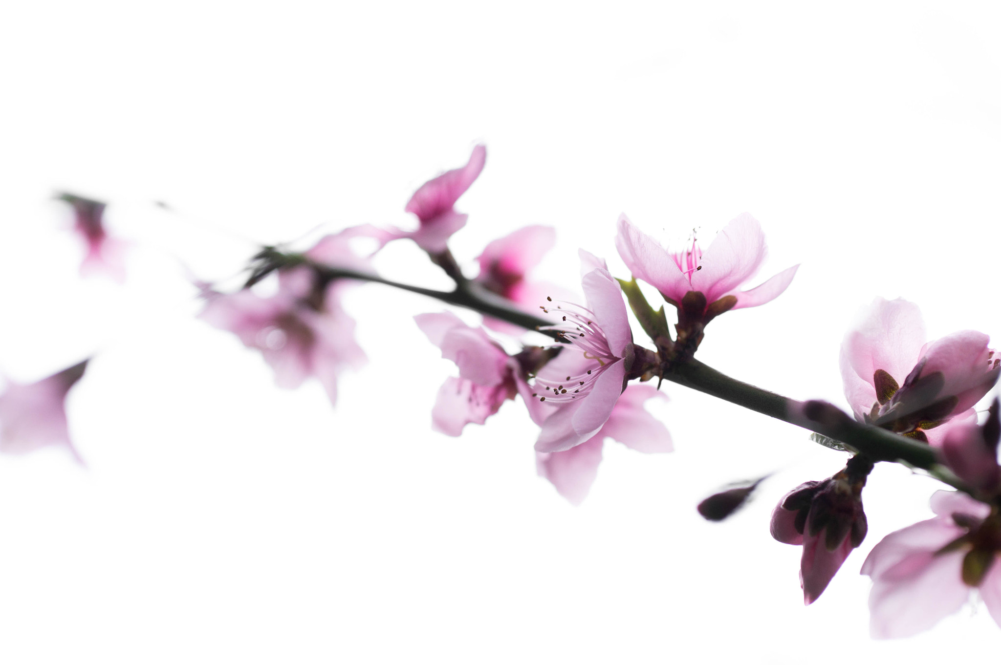 Sony Alpha NEX-6 + E 60mm F2.8 sample photo. Peach blossom photography