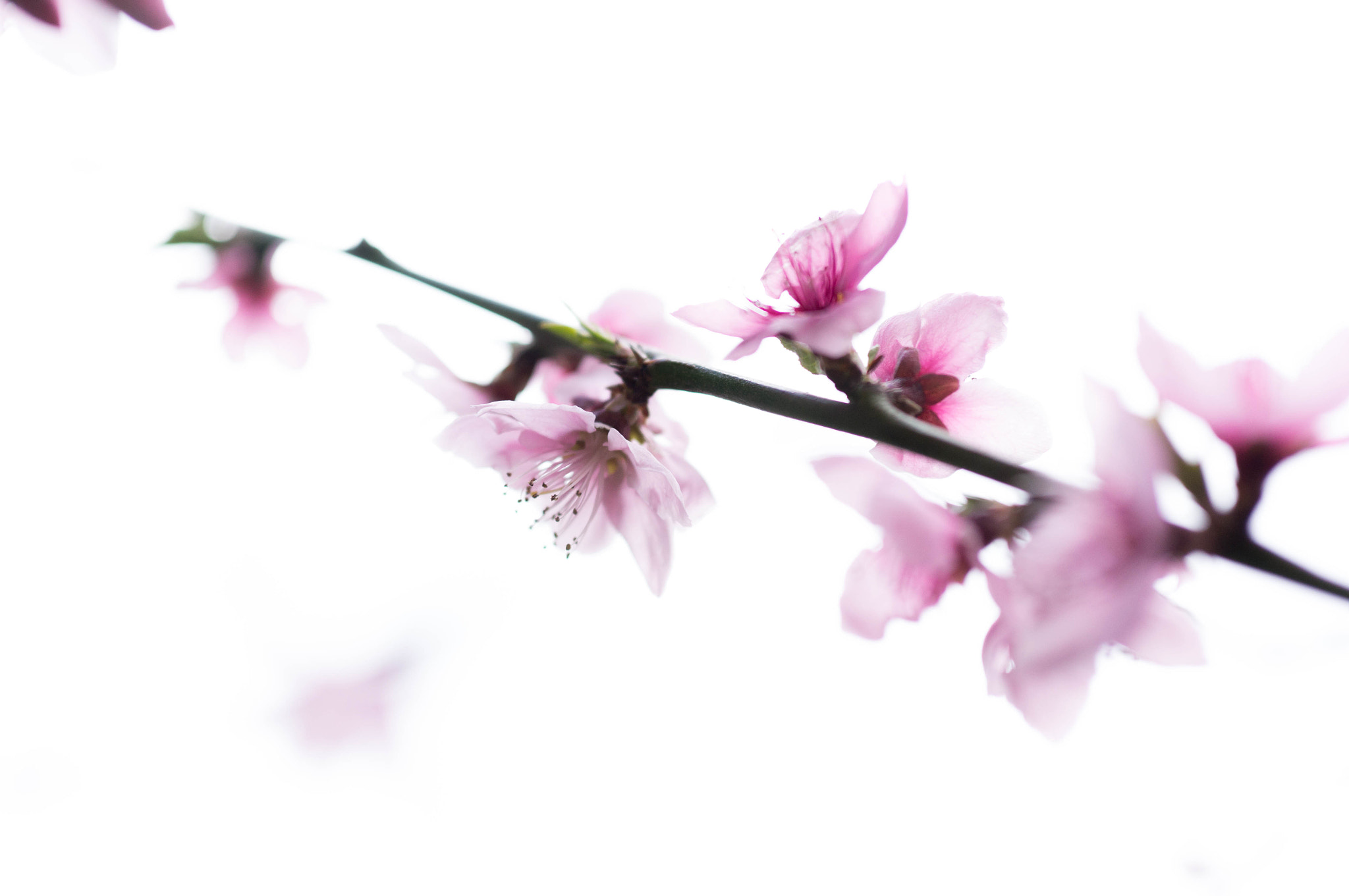 Sony Alpha NEX-6 + E 60mm F2.8 sample photo. Peach blossom photography