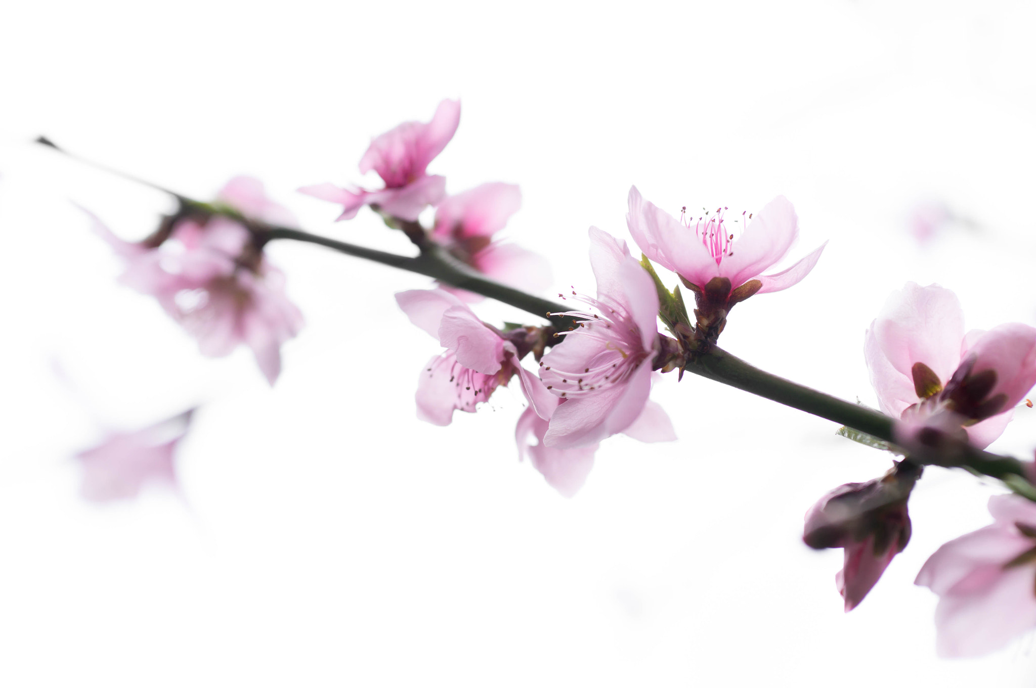 Sony Alpha NEX-6 + E 60mm F2.8 sample photo. Peach blossom photography