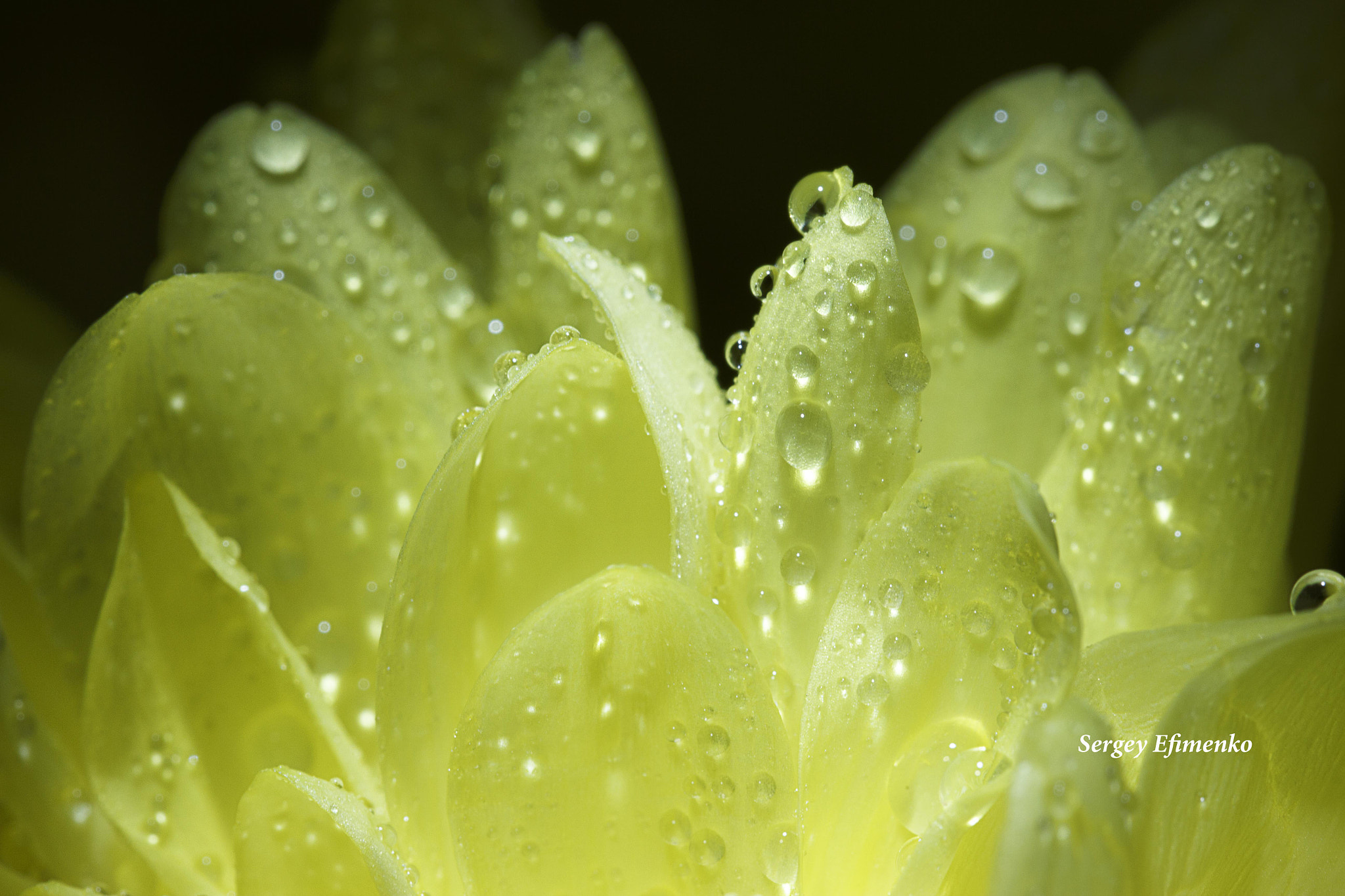 Sigma 105mm F2.8 EX DG OS HSM sample photo. Drops on golden-daisy photography