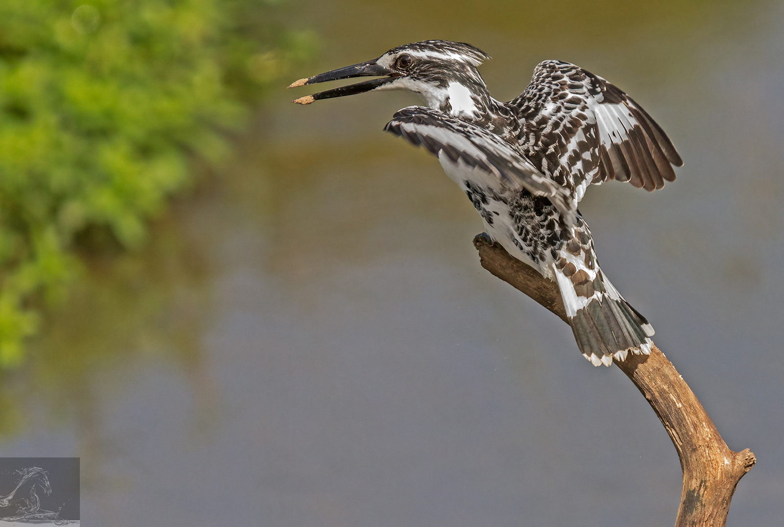Sigma 50-500mm f/4-6.3 APO HSM EX sample photo. Kabini 29 photography