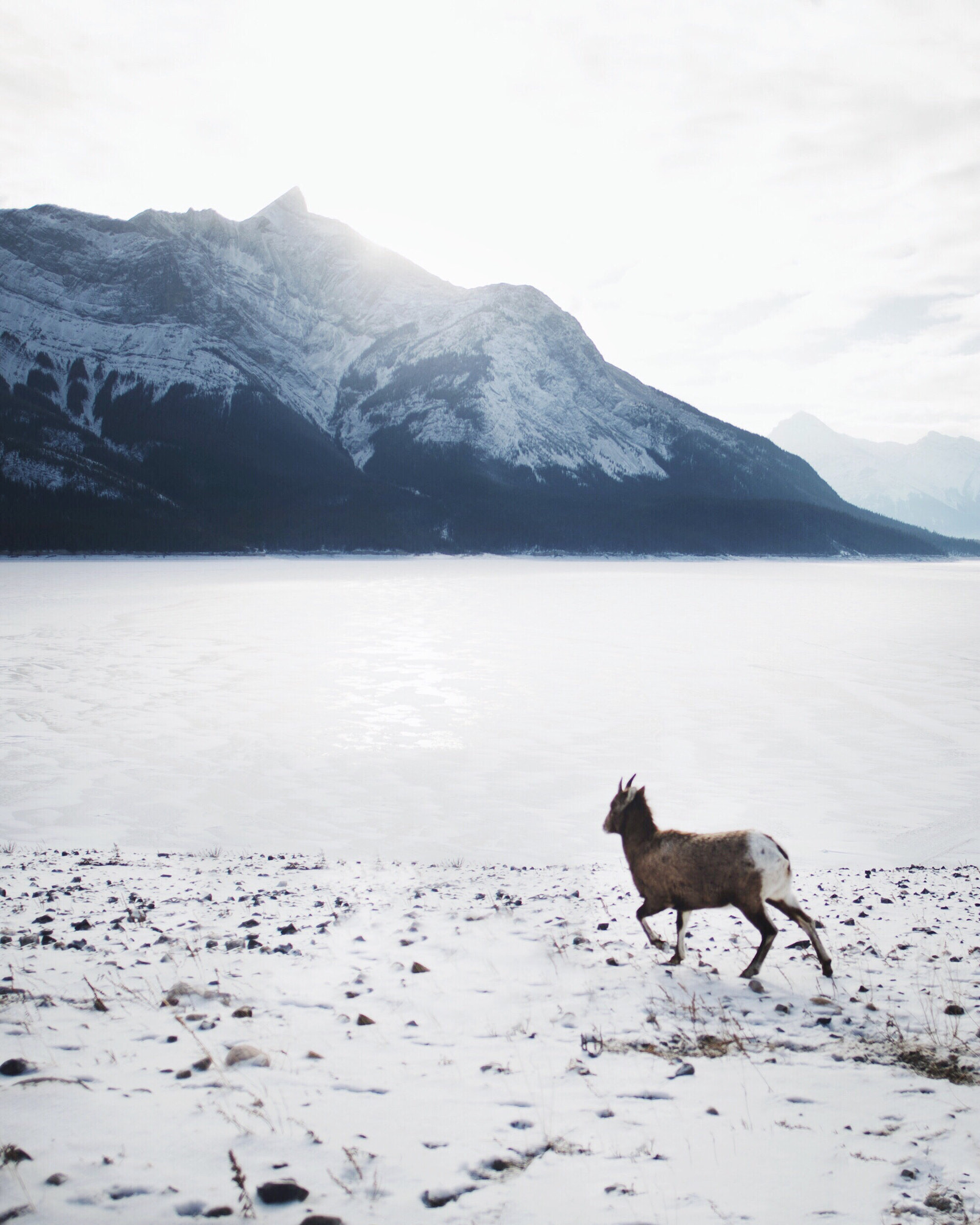 Nikon D4 + Nikon AF-S Nikkor 20mm F1.8G ED sample photo. Canadian rocky mountain sheep. abraham lake. nordegg. alberta. photography