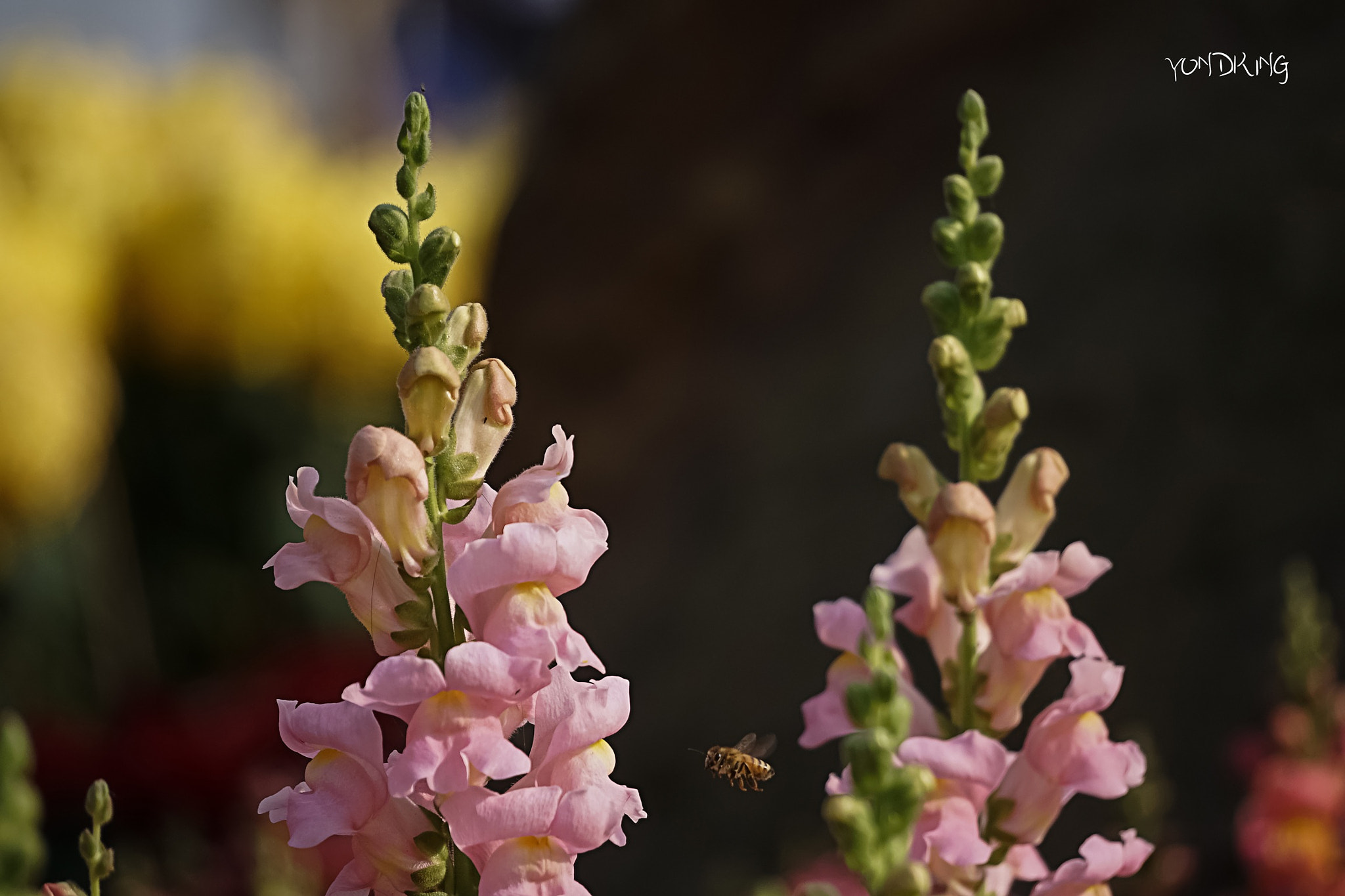 Sony a7 + Sony E 55-210mm F4.5-6.3 OSS sample photo. Columnea gloriosa photography