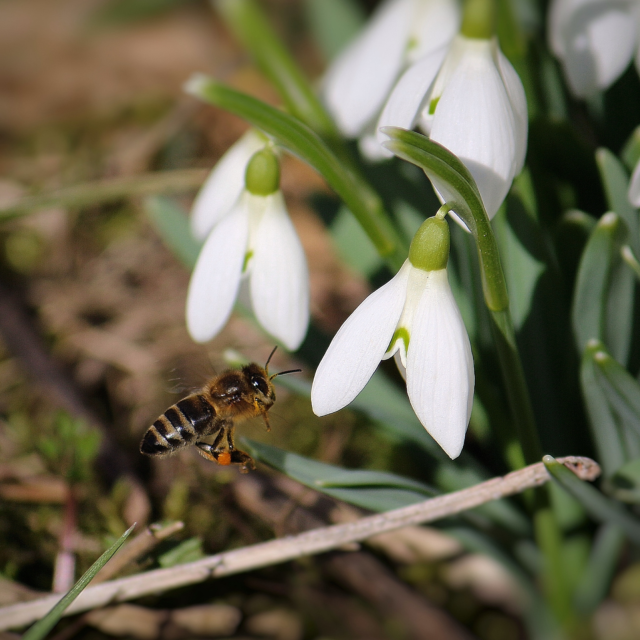 Canon EF-S 55-250mm F4-5.6 IS sample photo. Spring photography