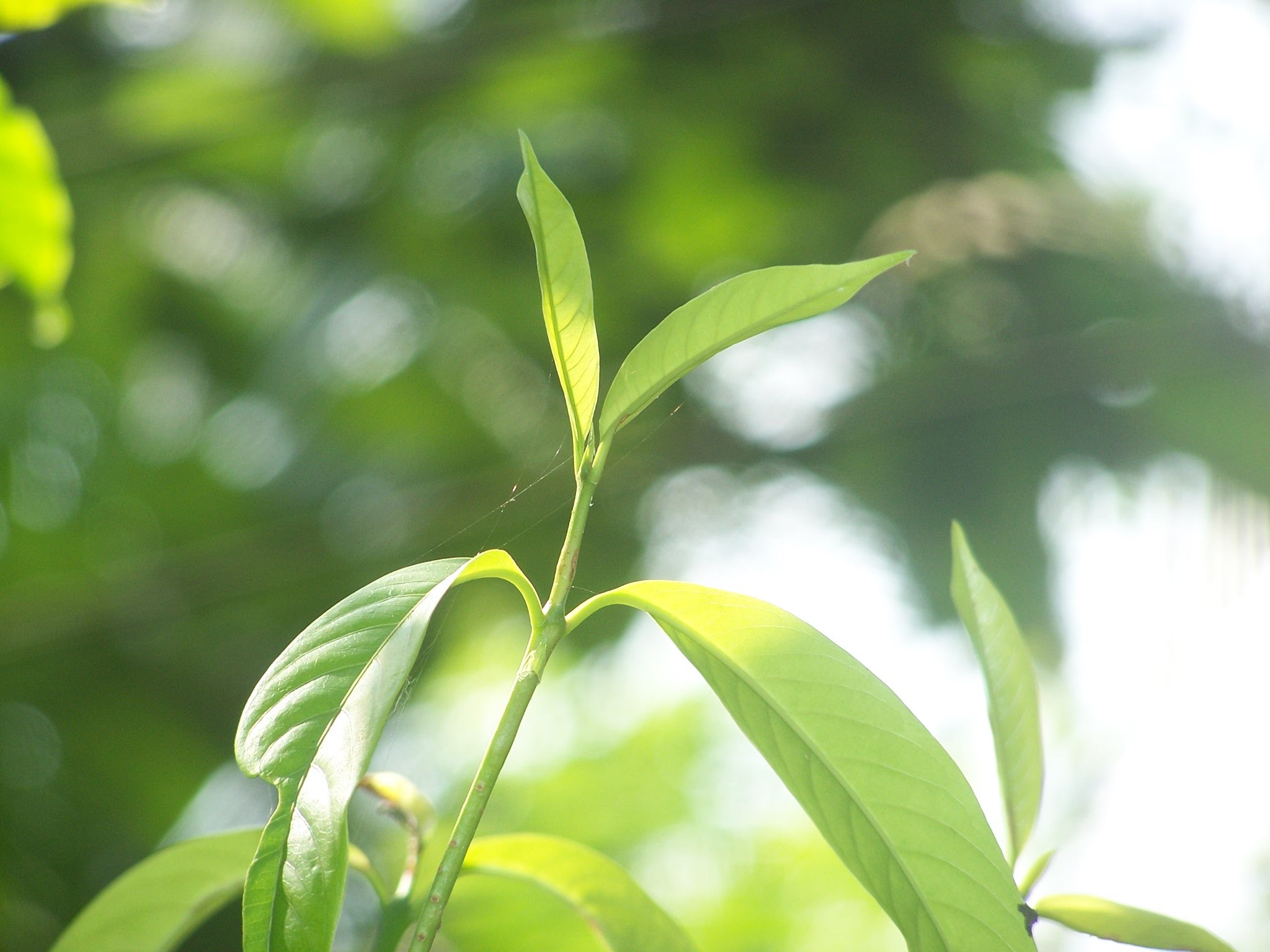 Kodak Z650 ZOOM DIGITAL CAMERA sample photo. #nature photography