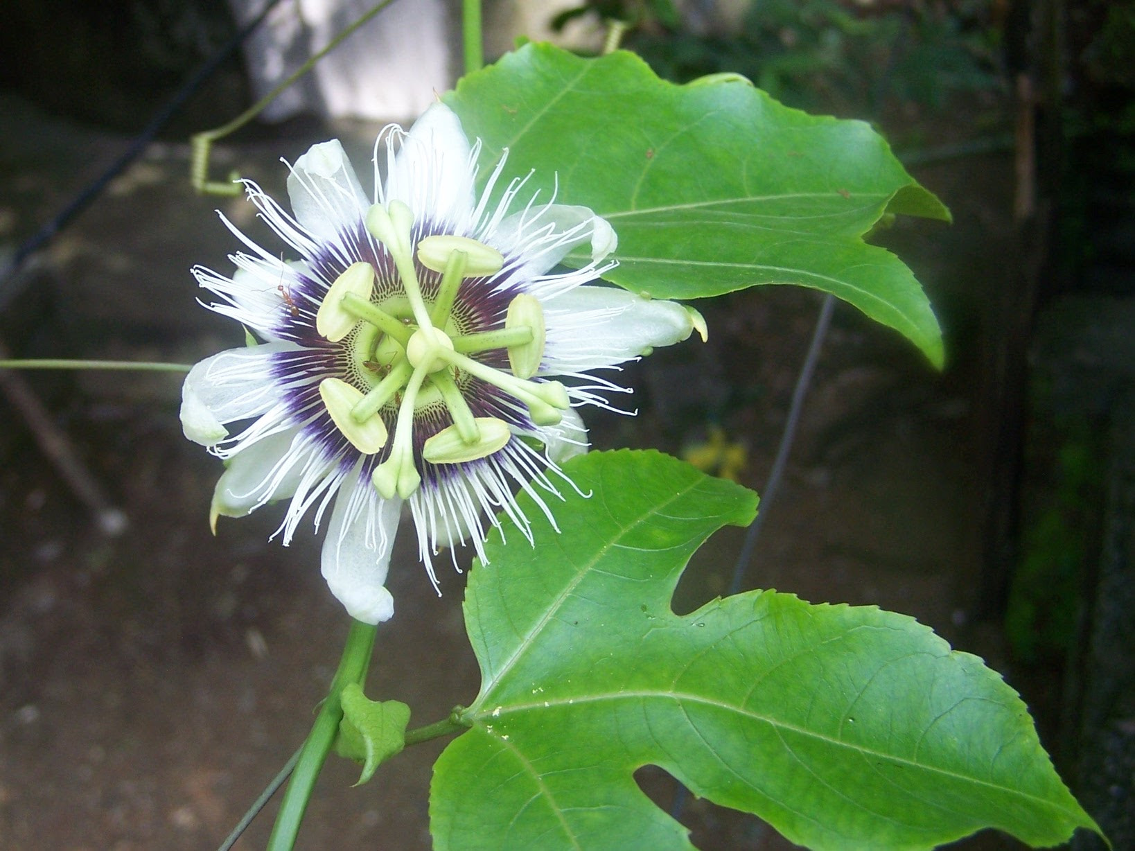 Kodak Z650 ZOOM DIGITAL CAMERA sample photo. #nature photography
