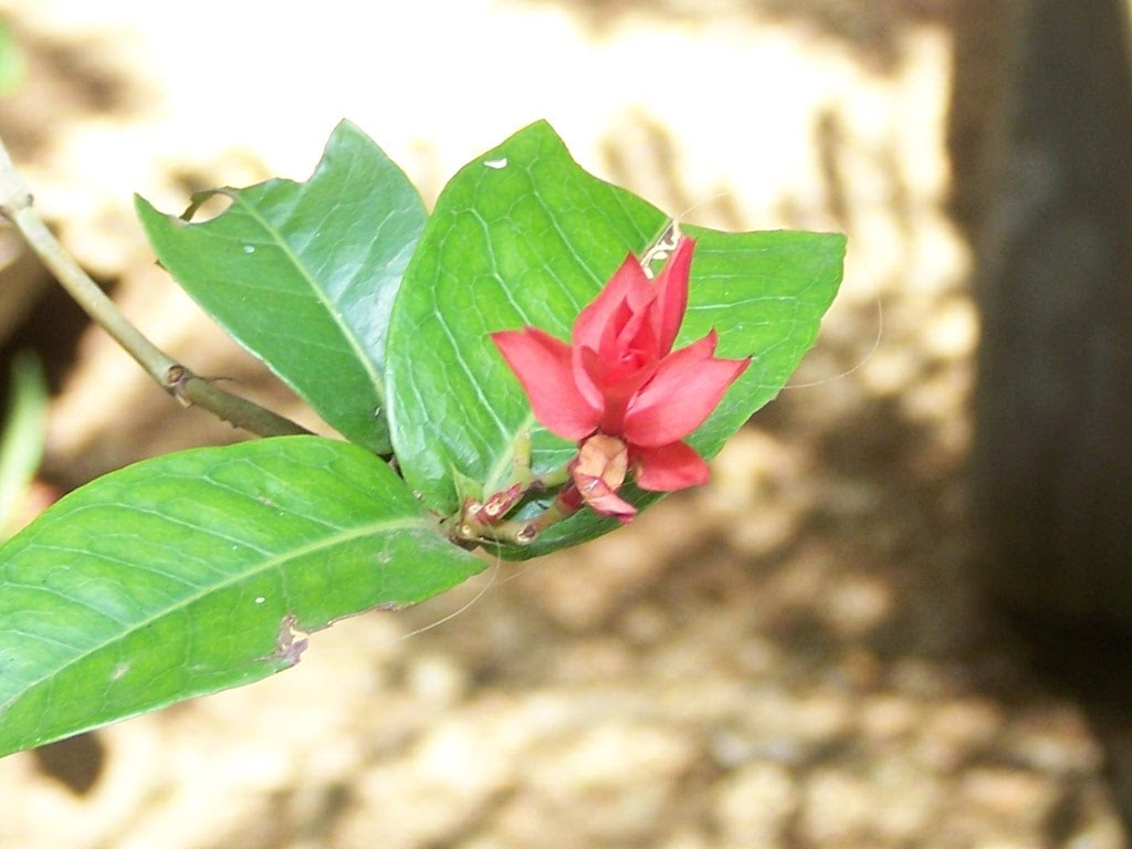 Kodak Z650 ZOOM DIGITAL CAMERA sample photo. #nature photography