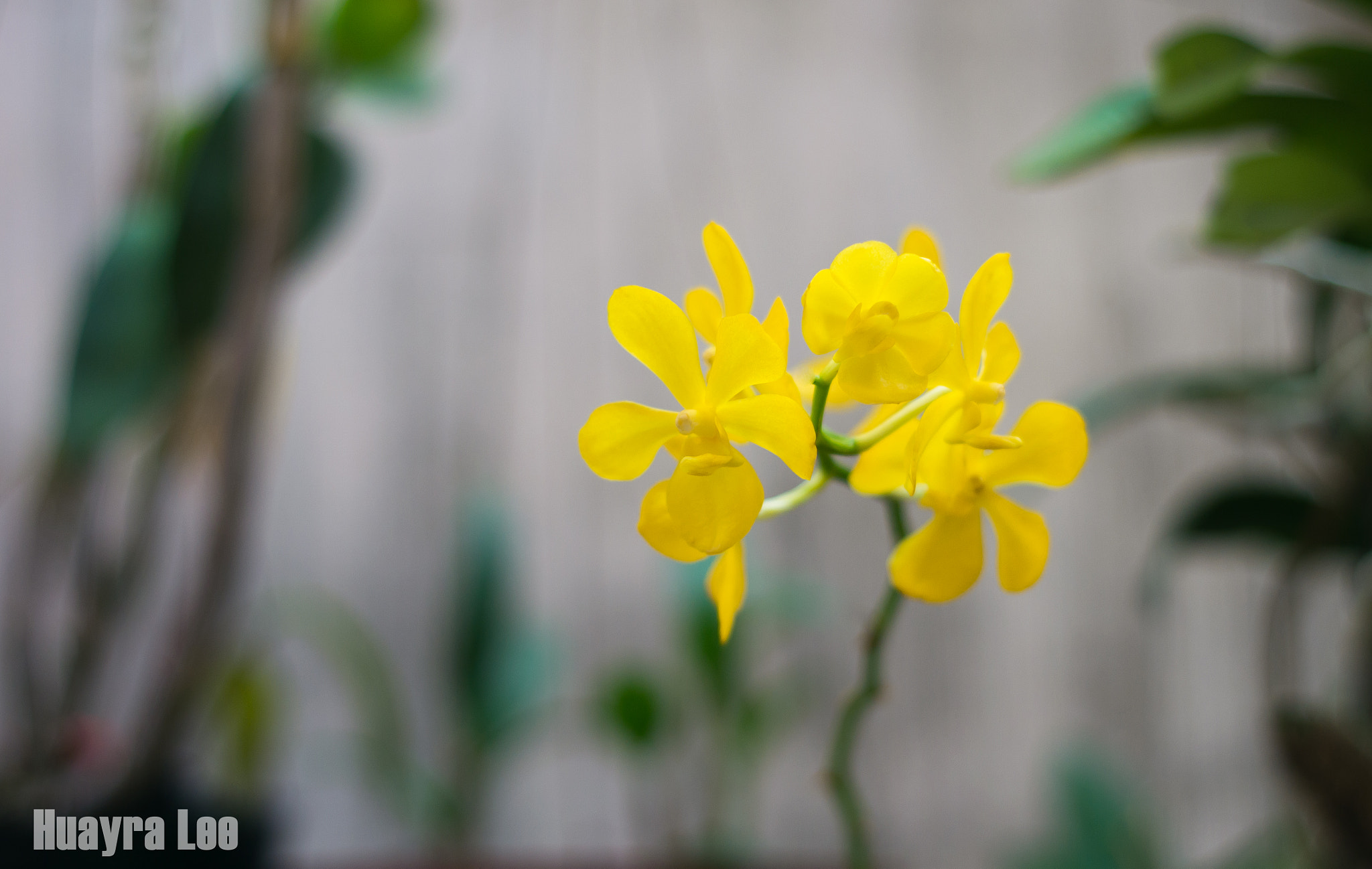 Nikon D3100 + AF Nikkor 50mm f/1.8 sample photo. Dsc_0363.jpg photography