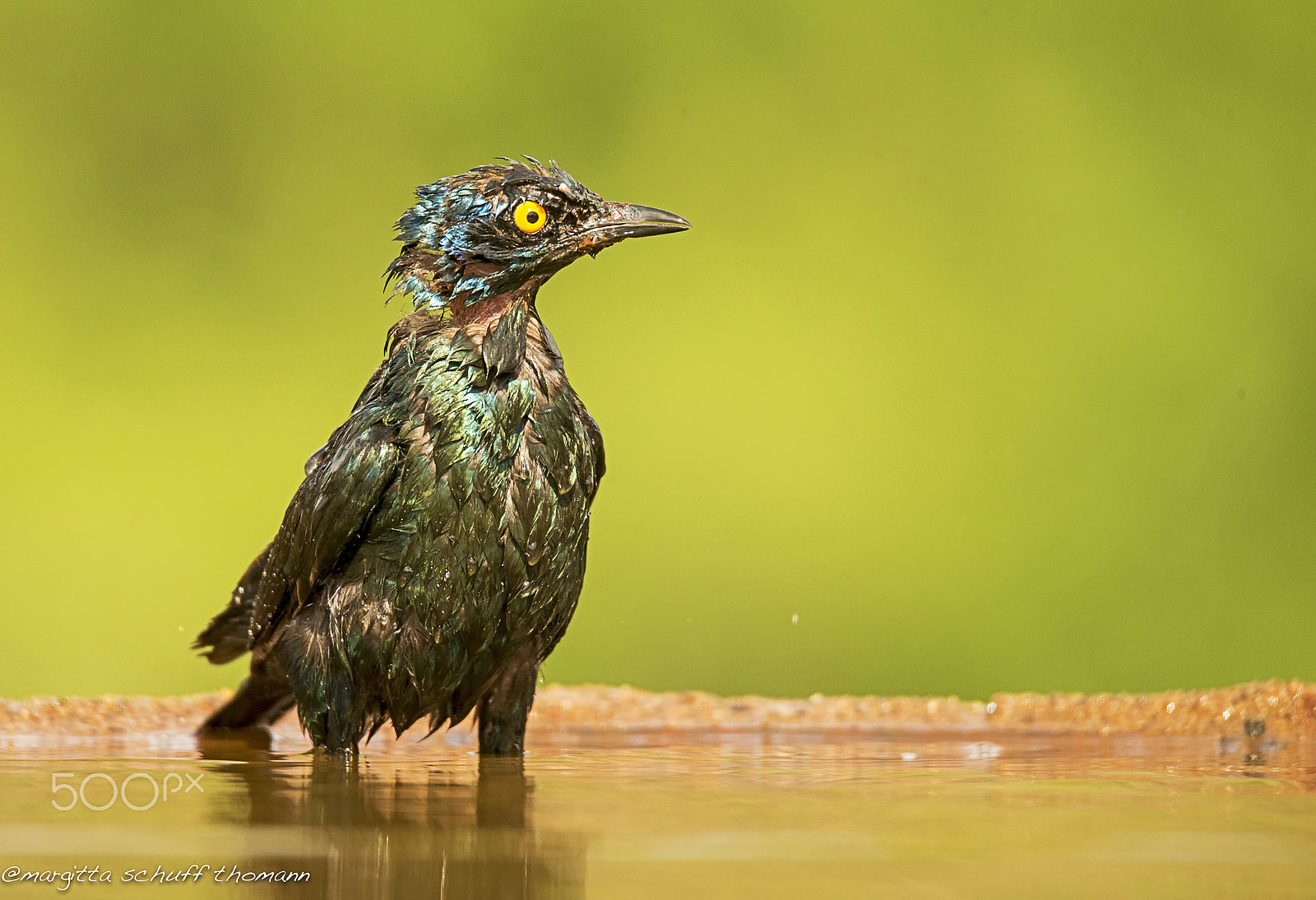Tamron SP 150-600mm F5-6.3 Di VC USD sample photo. Someone can give me a towel???.. photography