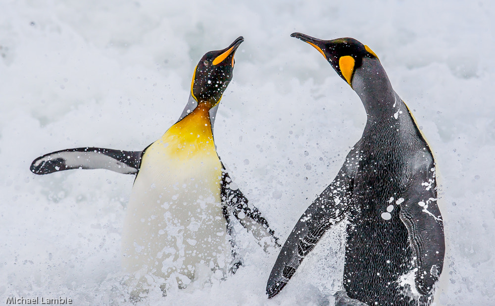 Canon EF 400mm F2.8L IS USM sample photo. Wave dance photography