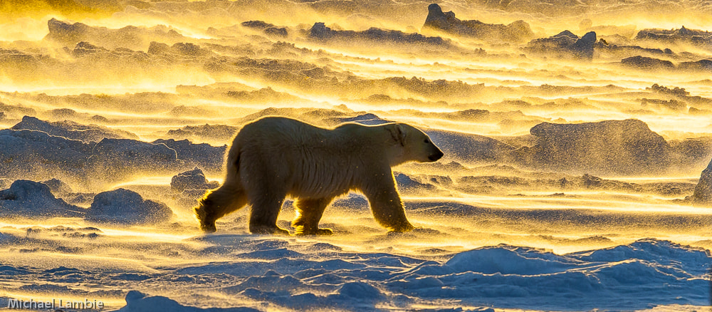 Canon EF 400mm F2.8L IS USM sample photo. Fire on ice photography