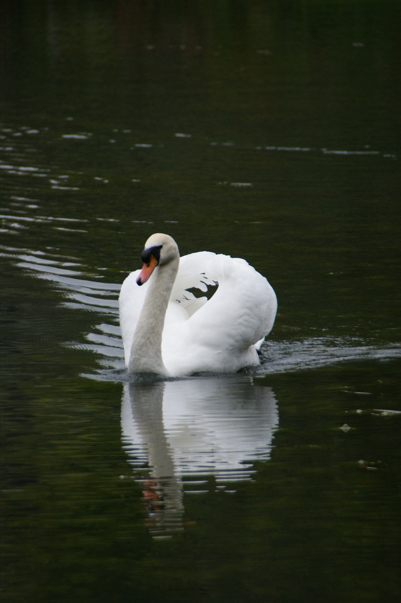 Sony Alpha DSLR-A350 + Tamron Lens (255) sample photo. Swan reflected photography