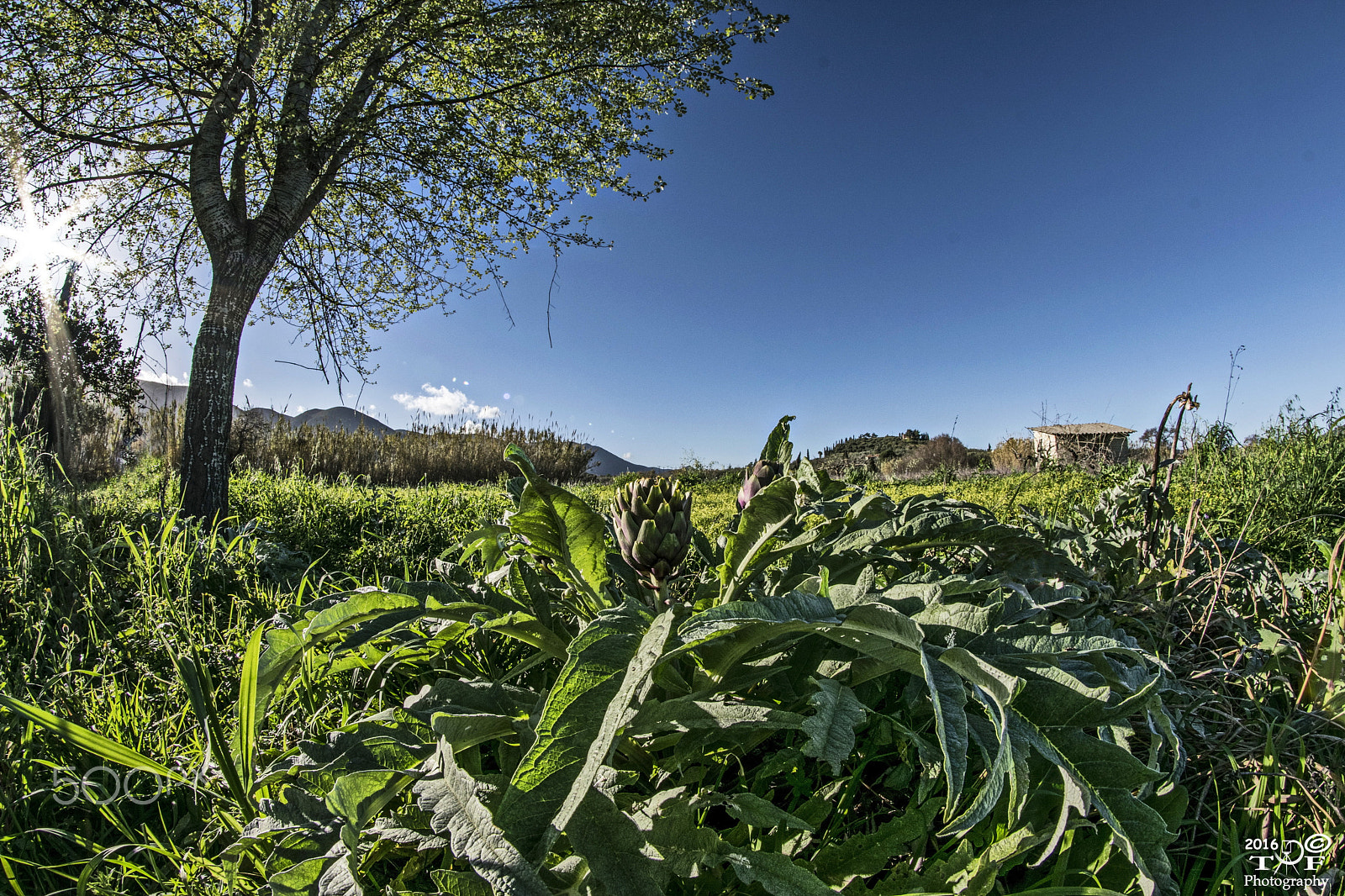 Nikon D5300 + Samyang 8mm F3.5 Aspherical IF MC Fisheye sample photo