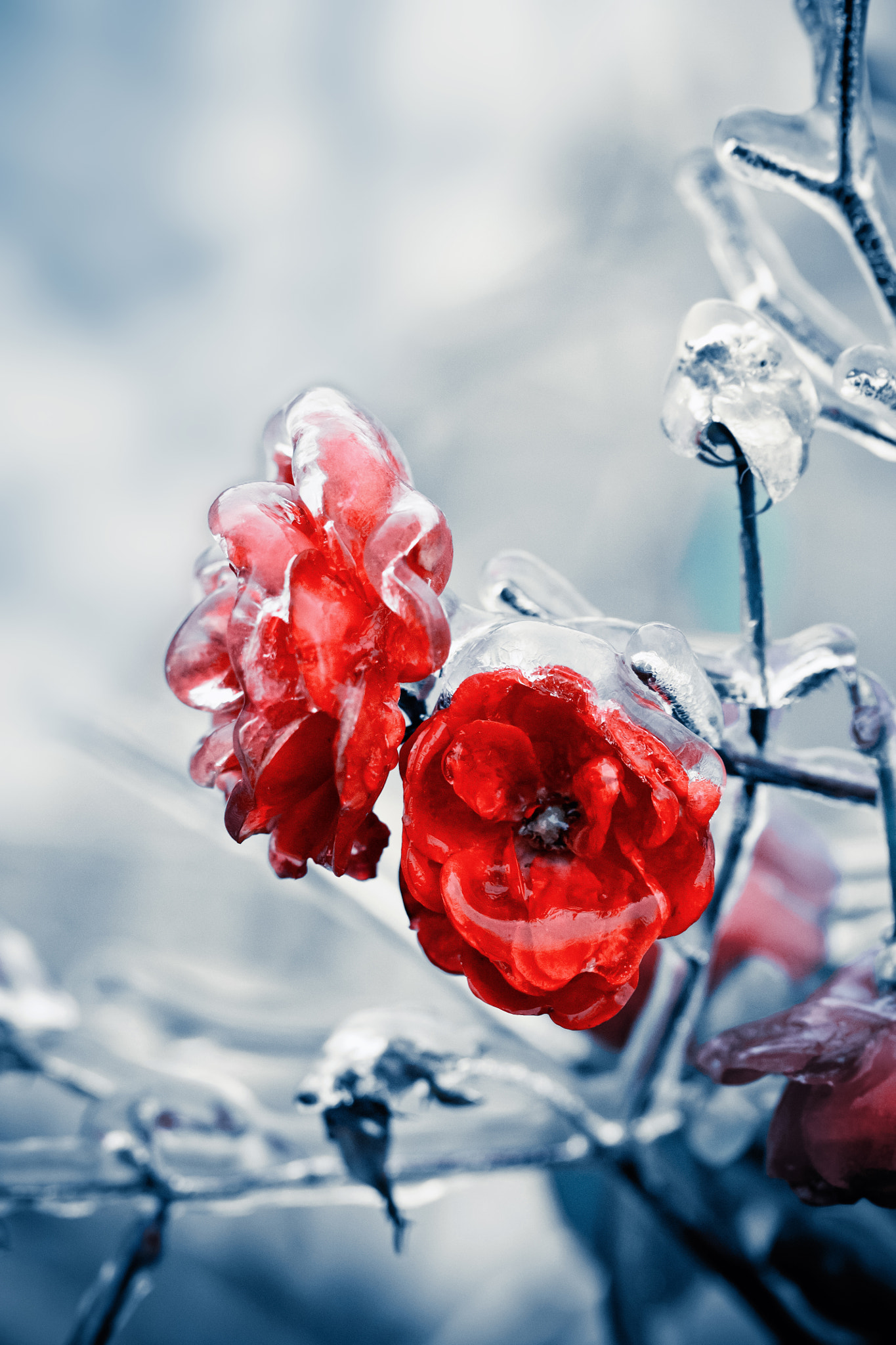 Canon EF 100mm F2.8 Macro USM sample photo. Iced roses photography