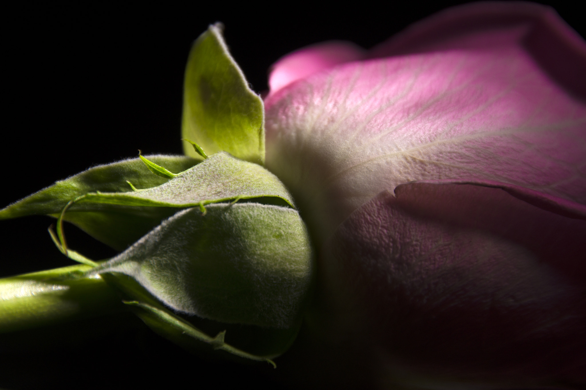 Sigma 18-250mm F3.5-6.3 DC OS HSM sample photo. Pink flower photography