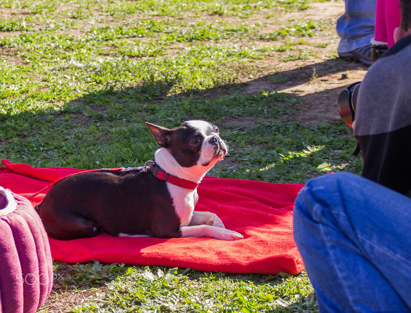 Canon EF 75-300mm F4.0-5.6 IS USM sample photo. French bulldog posing as a model for a photographe photography
