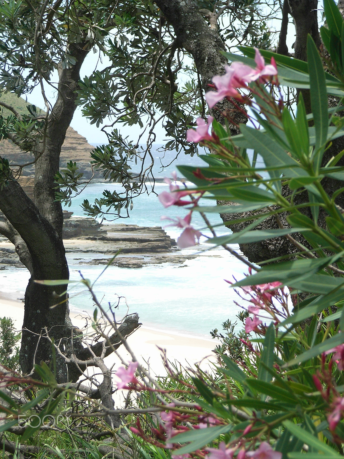 Ricoh Caplio R5 sample photo. Floral frame photography