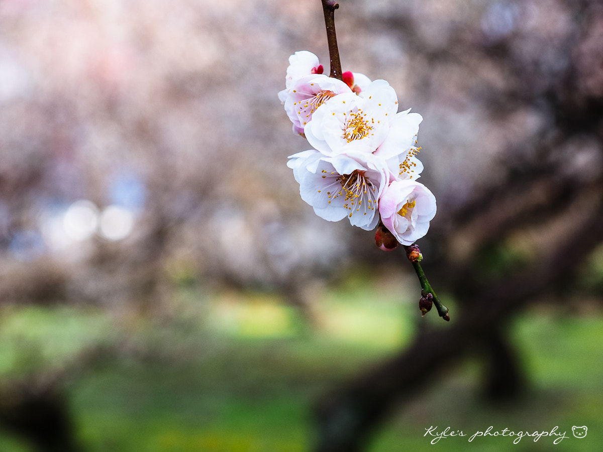 Olympus OM-D E-M1 + Olympus Zuiko Digital 14-54mm F2.8-3.5 II sample photo. 梅花＠梅林寺 photography