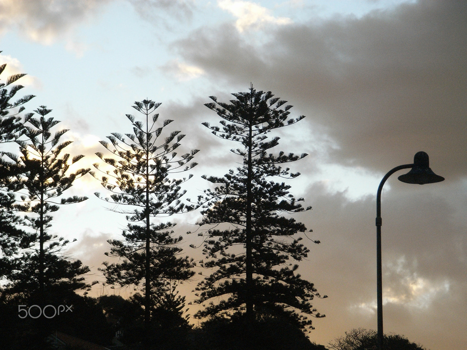 Ricoh Caplio R5 sample photo. Pittwater pines and lamppost photography