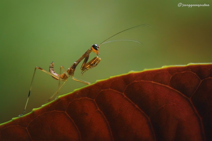 Angga Ra Putra AnggaPutra Photos 500px