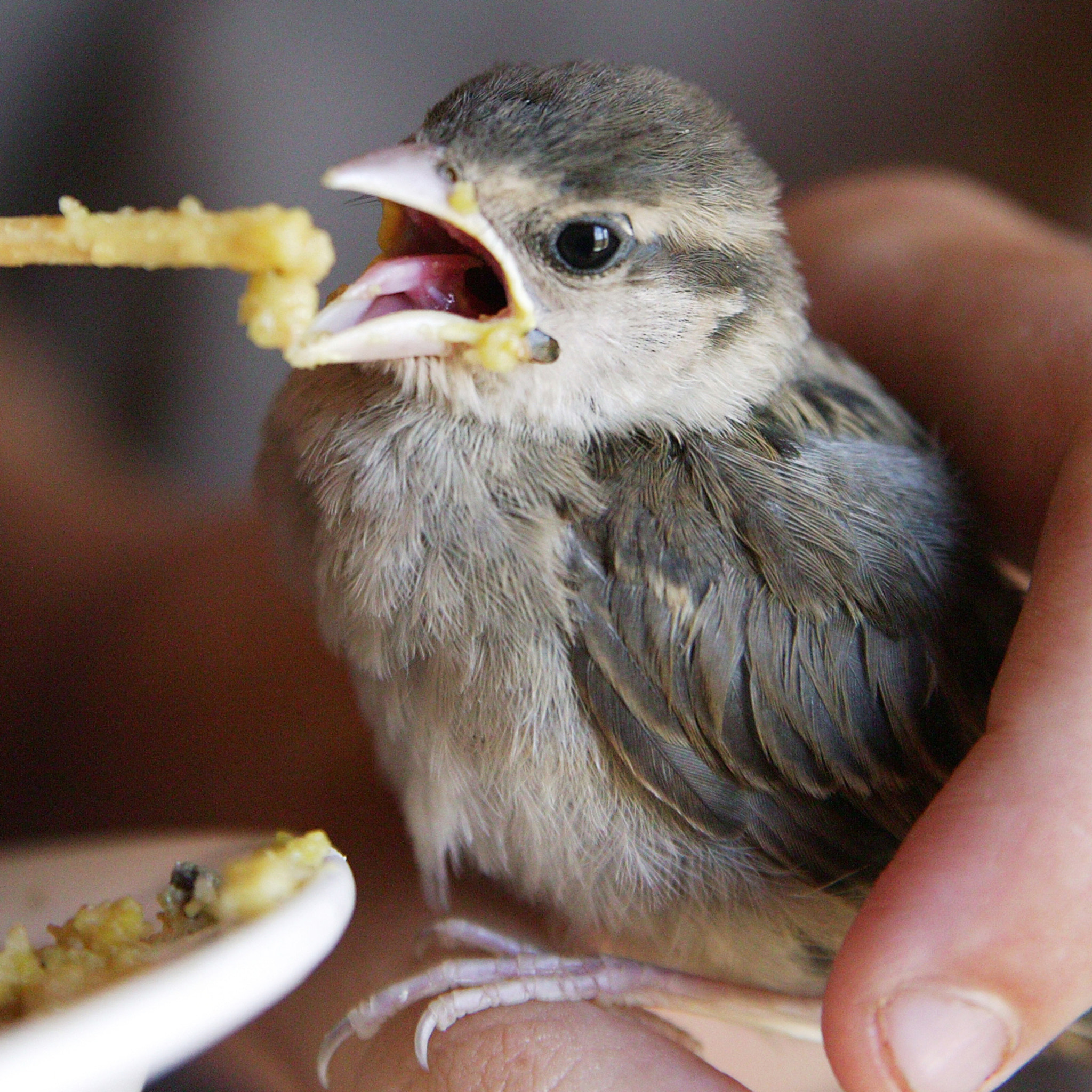 Canon EOS-1Ds sample photo. Sparrow photography