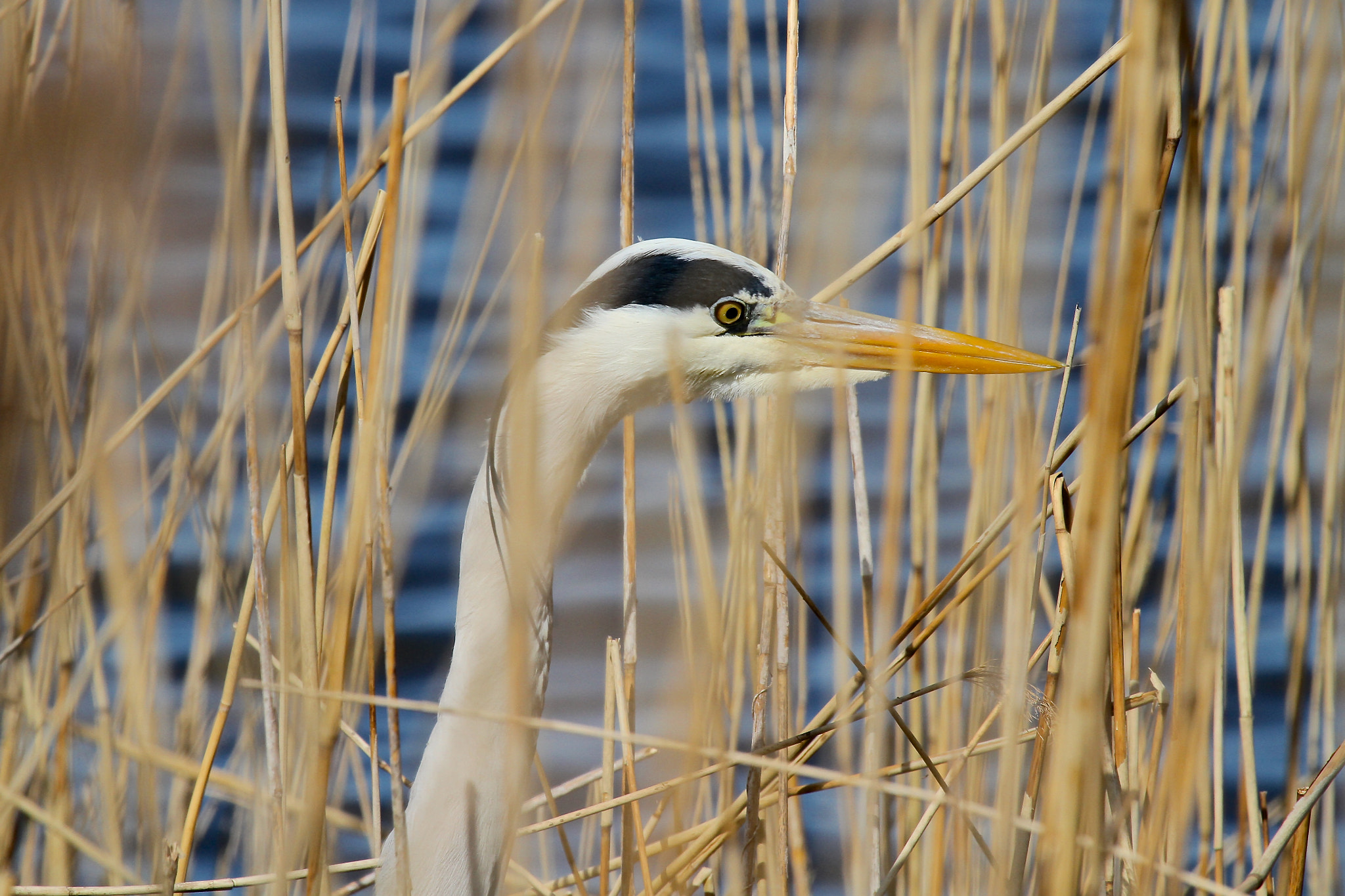 Canon EF 100-400mm F4.5-5.6L IS USM sample photo. Hidden photography