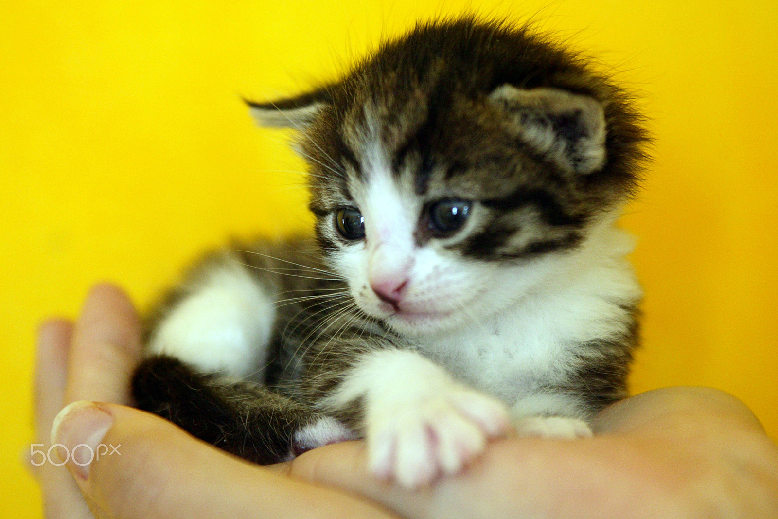 Canon EOS-1Ds sample photo. Kitten photography