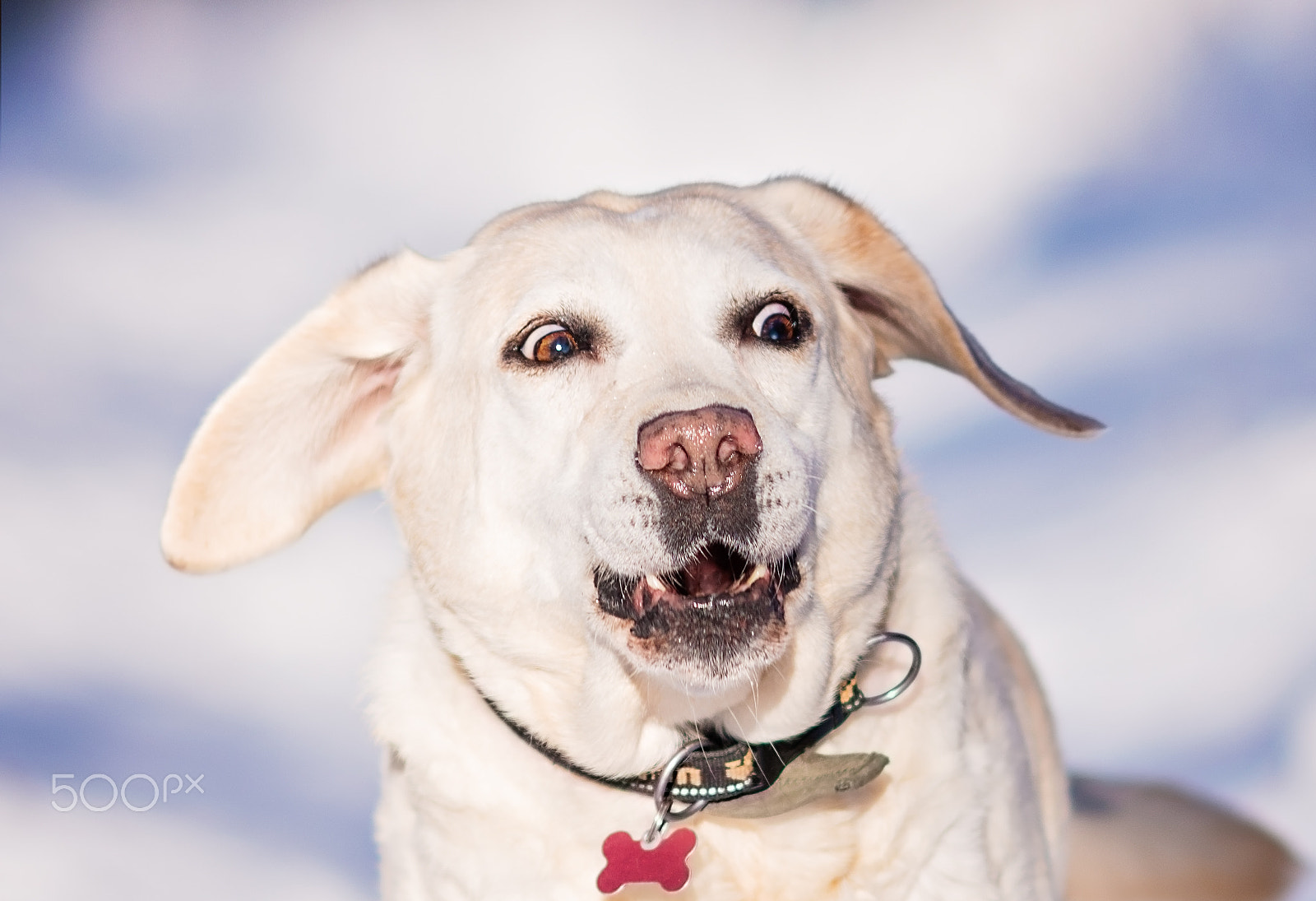 Nikon D800E + AF DC-Nikkor 135mm f/2D sample photo. Happy dog kelly photography