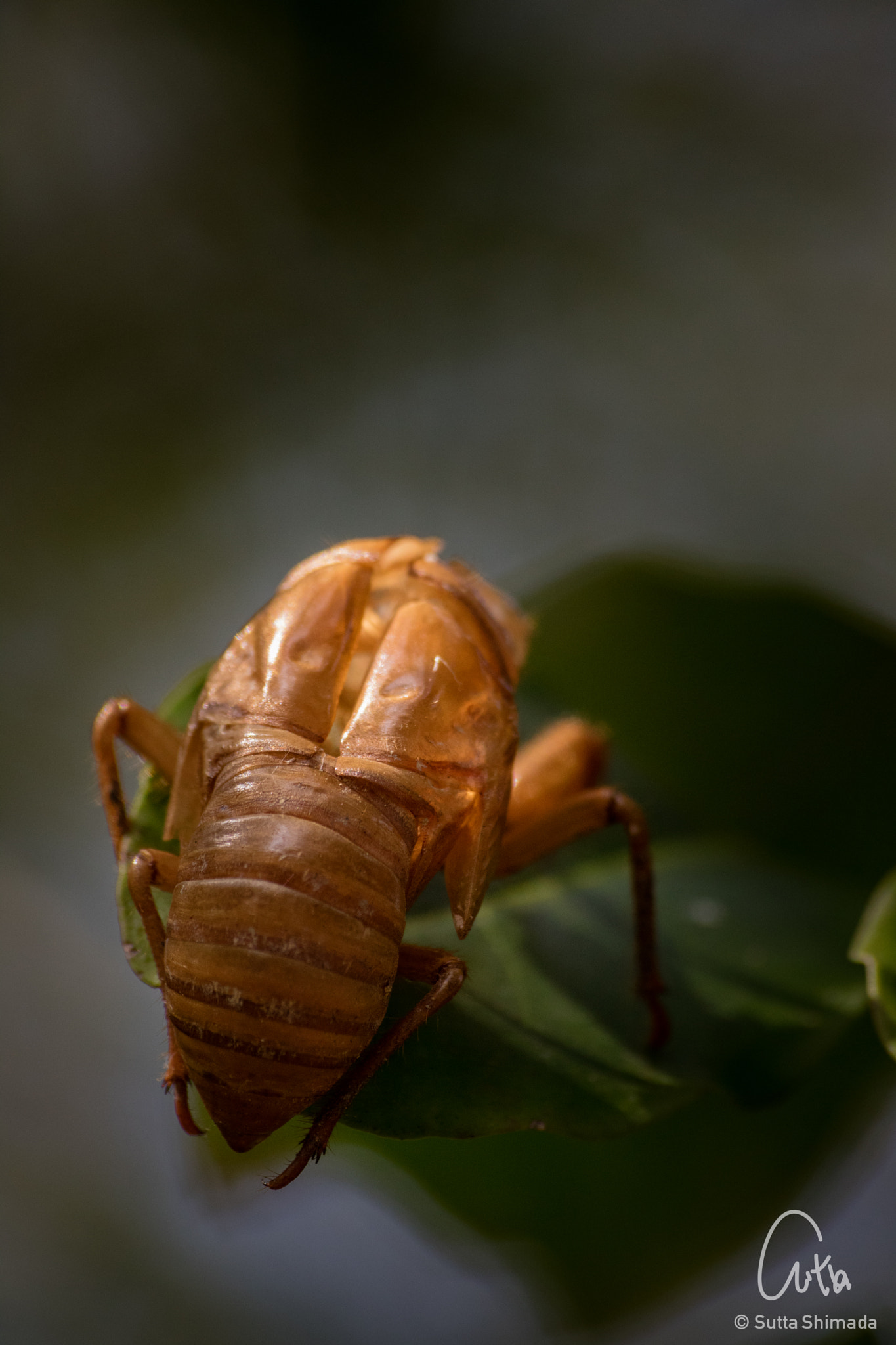 Canon EOS M3 sample photo. Cicada husk photography