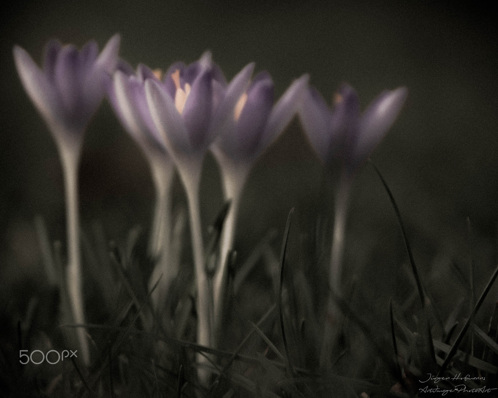 Sigma 24-105mm f/4 DG OS HSM | A sample photo. Spingtime is coming photography