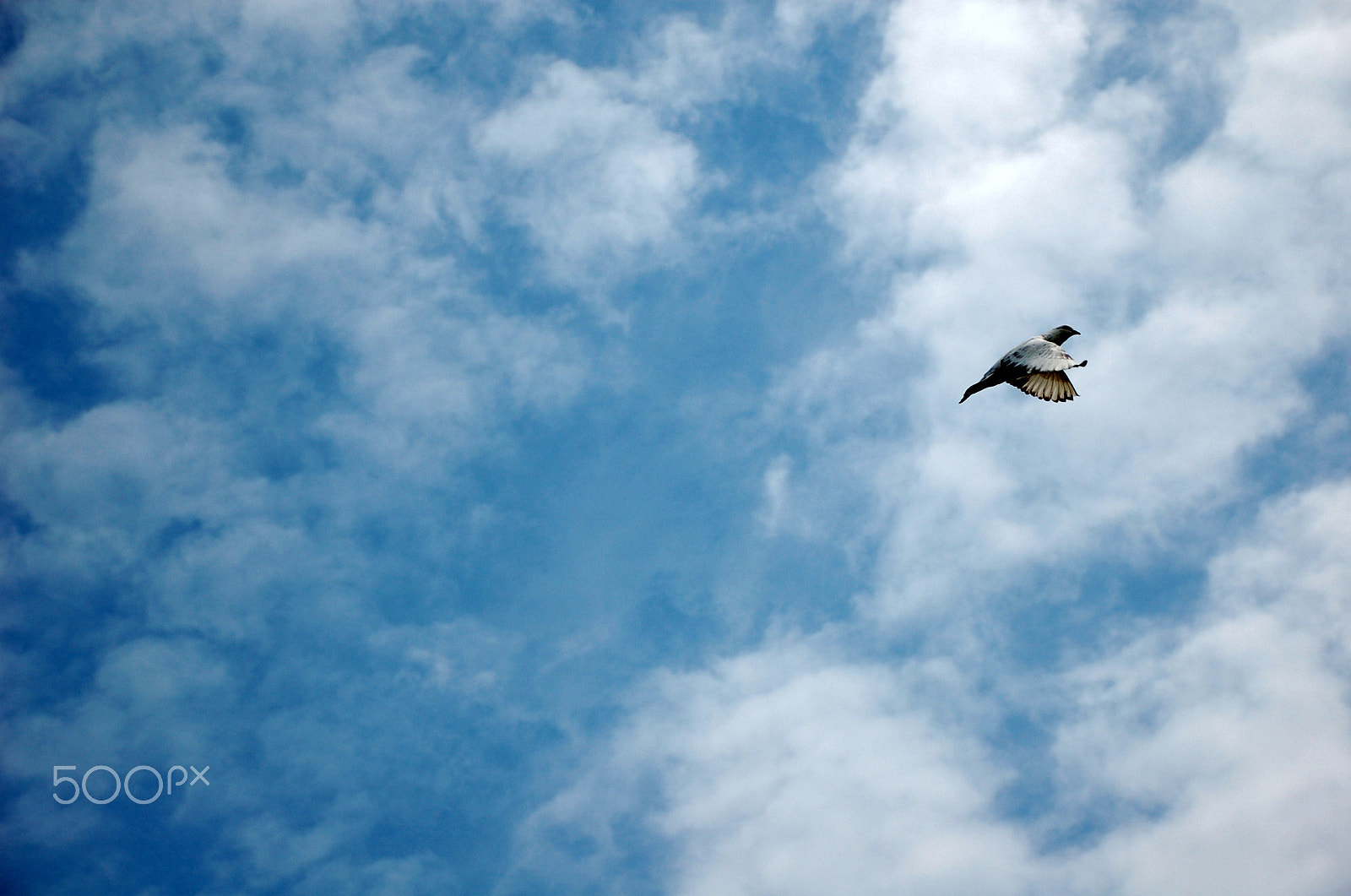 Nikon D50 sample photo. A single flying bird in blue sky photography