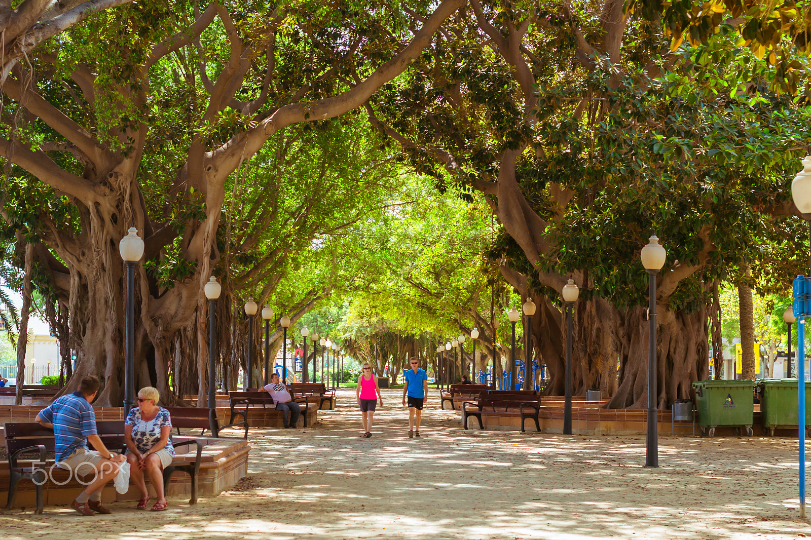 Nikon D3100 + Sigma 50mm F1.4 EX DG HSM sample photo. Ficus alley alicante, huge trees-giants, valencia, spain photography