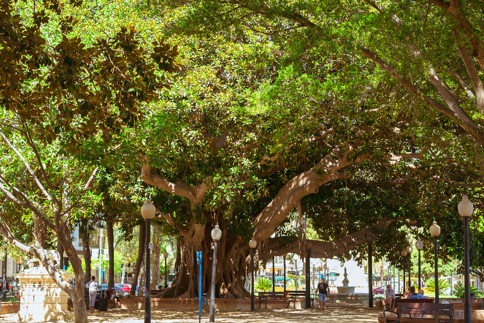 Nikon D3100 + Sigma 50mm F1.4 EX DG HSM sample photo. Ficus alley alicante, huge trees-giants, valencia, spain photography