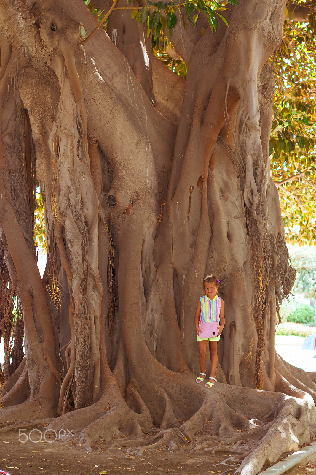 Nikon D3100 + Sigma 50mm F1.4 EX DG HSM sample photo. Ficus alley alicante, huge trees-giants, valencia, spain photography