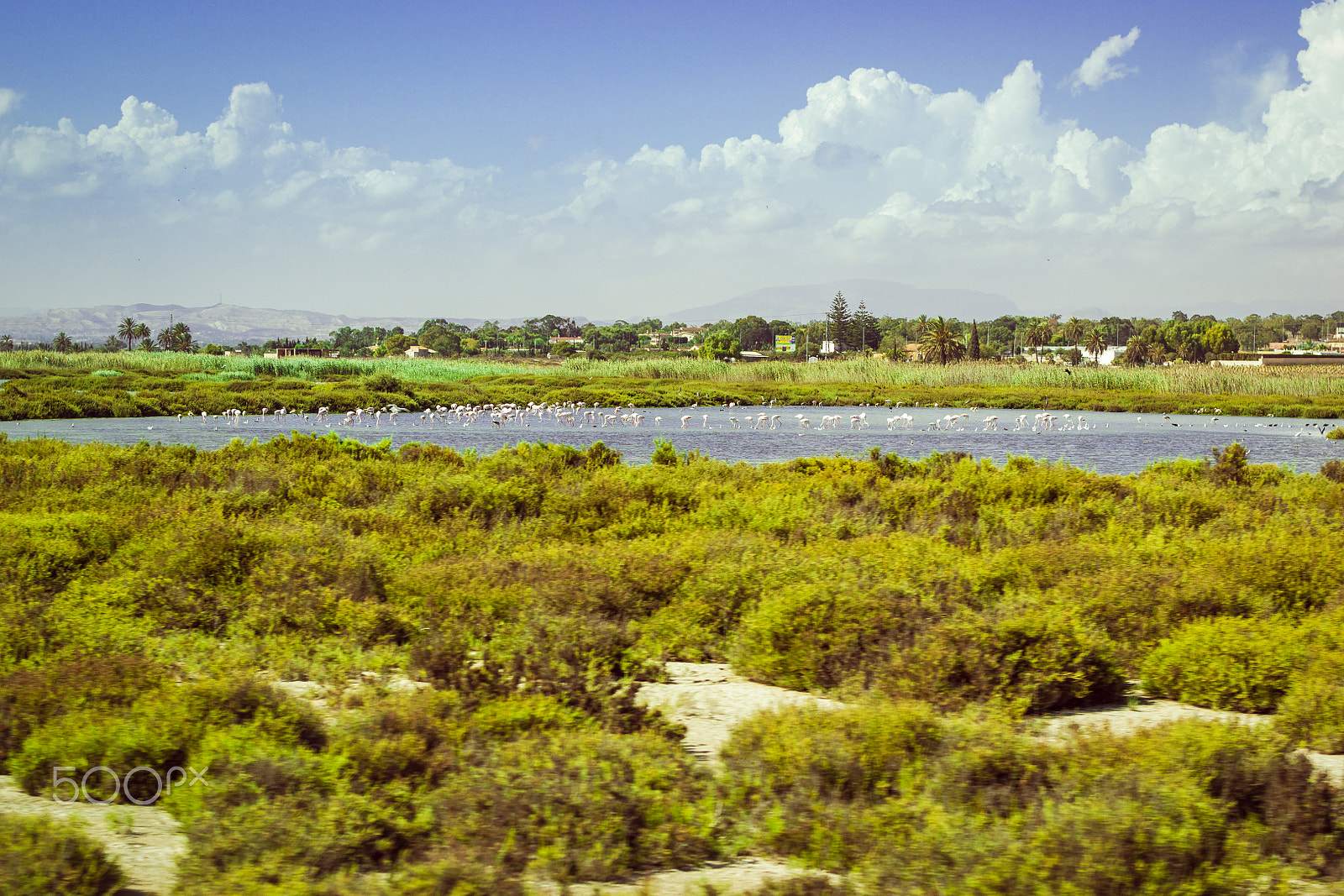 Nikon D3100 + Sigma 50mm F1.4 EX DG HSM sample photo. Flock of pink flamingos on salt lake in province alicante, spain photography