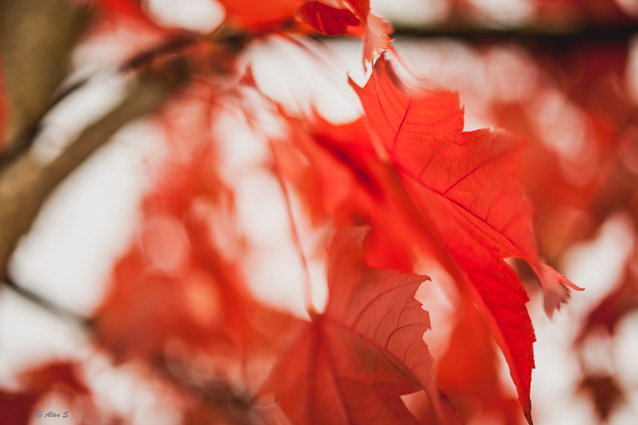 ZEISS Makro-Planar T* 50mm F2 sample photo. Color of canadian autumn photography
