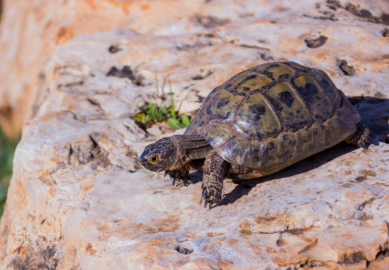 Canon EF 75-300mm F4.0-5.6 IS USM sample photo. Earthen turtle crawling in the early morning on a photography