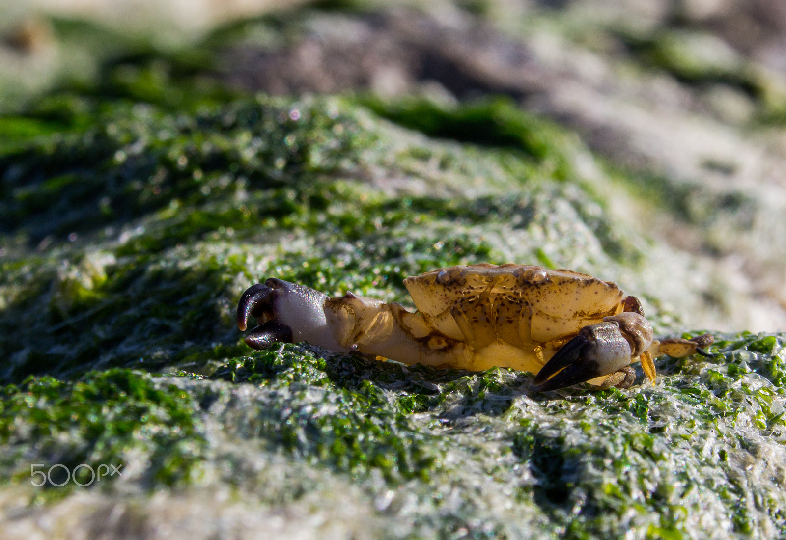 Canon EF 75-300mm F4.0-5.6 IS USM sample photo. Crab sitting on algae early in the morning on the photography