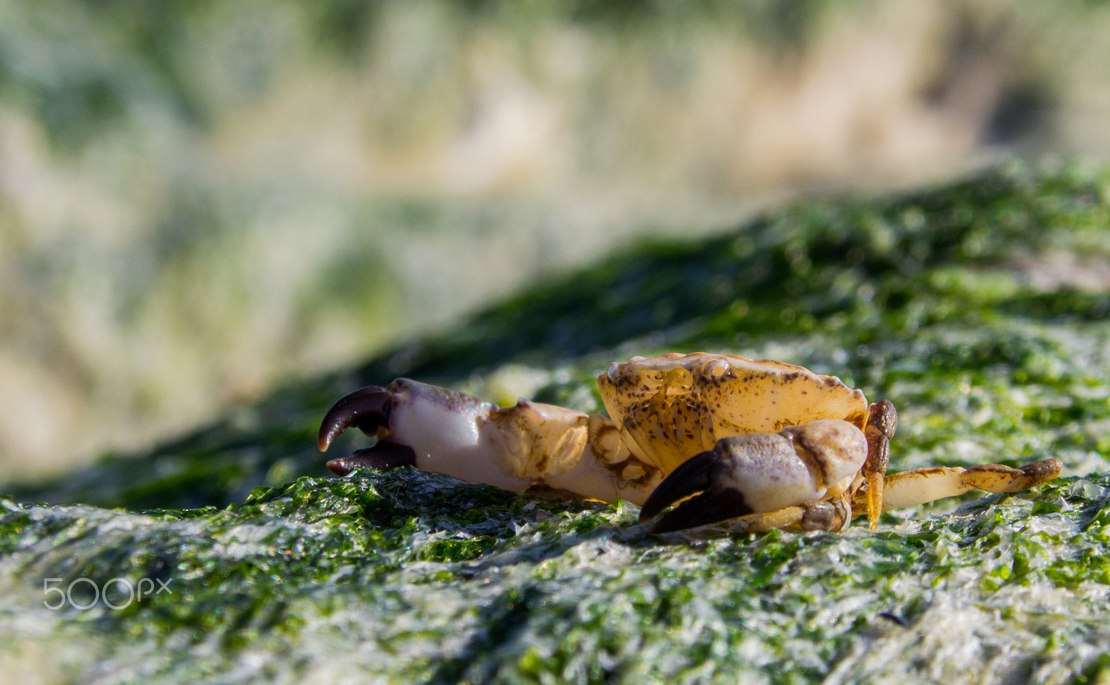 Canon EF 75-300mm F4.0-5.6 IS USM sample photo. Crab sitting on algae early in the morning on the photography