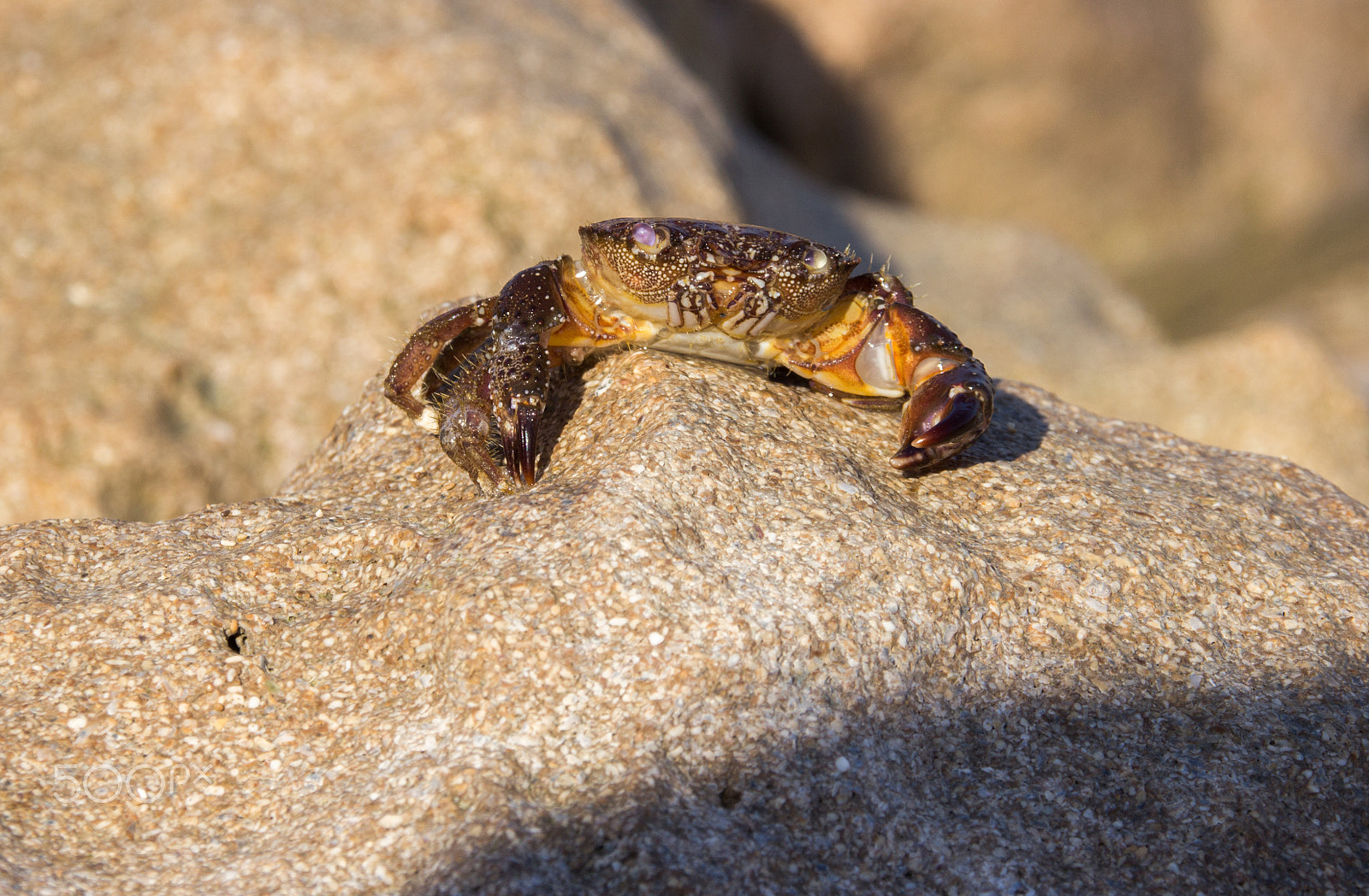Canon EF 75-300mm F4.0-5.6 IS USM sample photo. Crab sitting on stone early in the morning on the photography