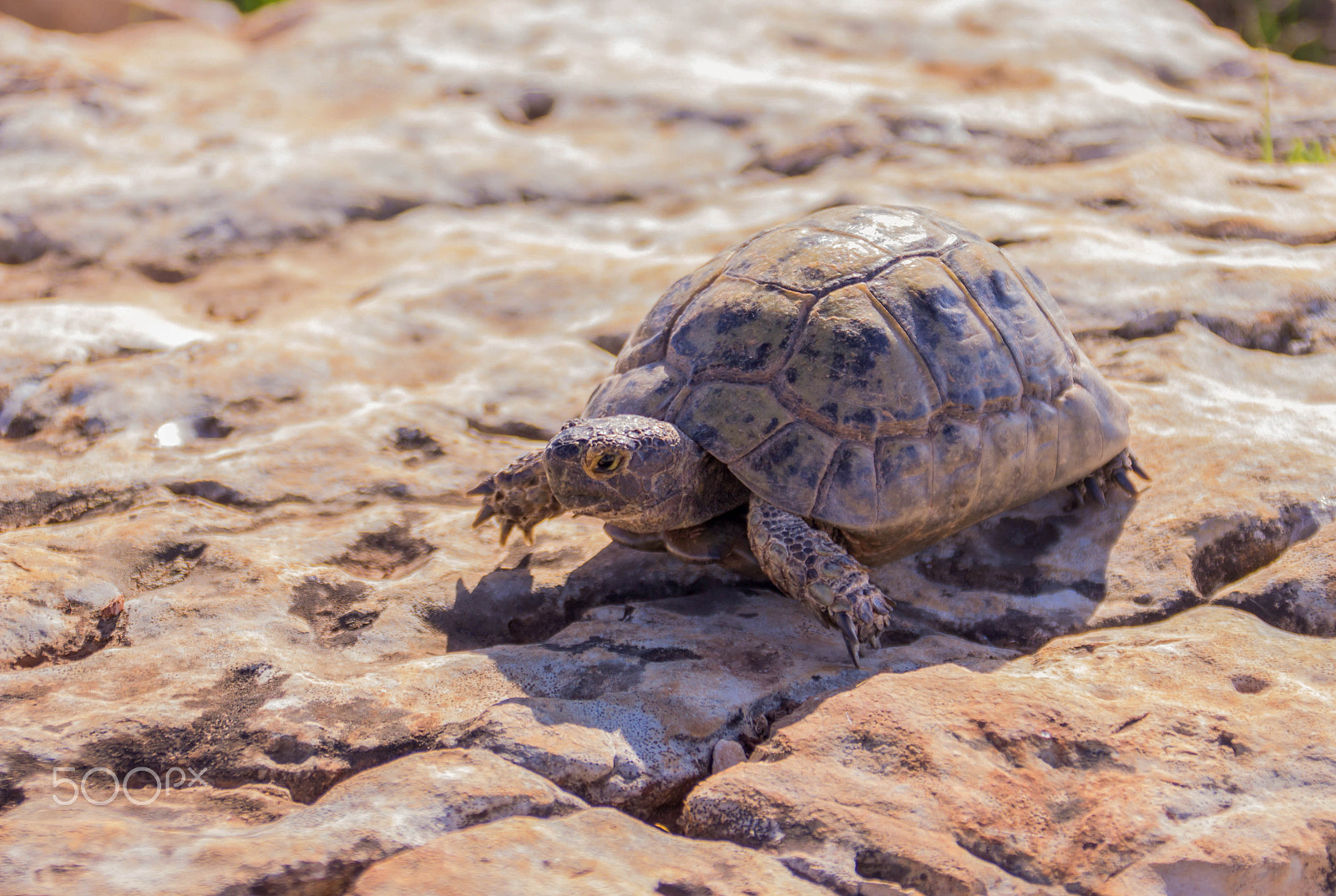 Canon EF 75-300mm F4.0-5.6 IS USM sample photo. Earthen turtle crawling in the early morning on a photography