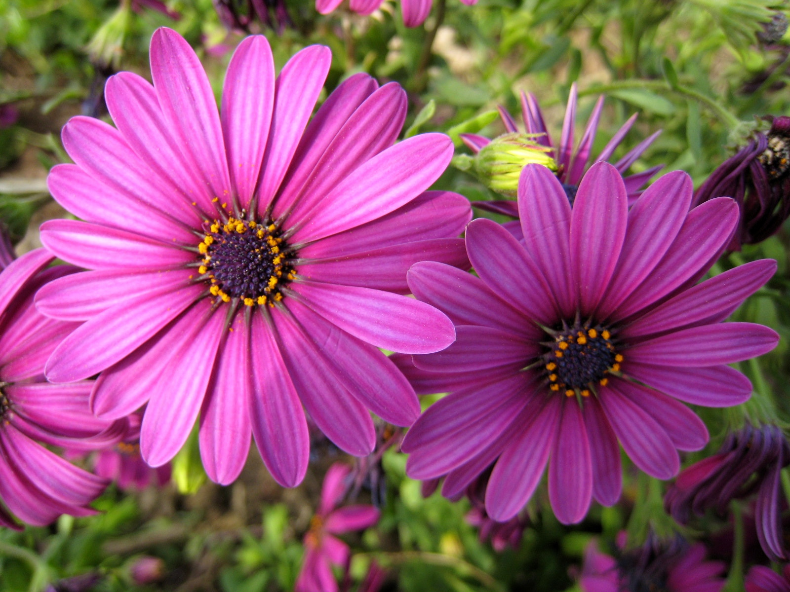 Canon IXY DIGITAL 900 IS sample photo. .,,. photography