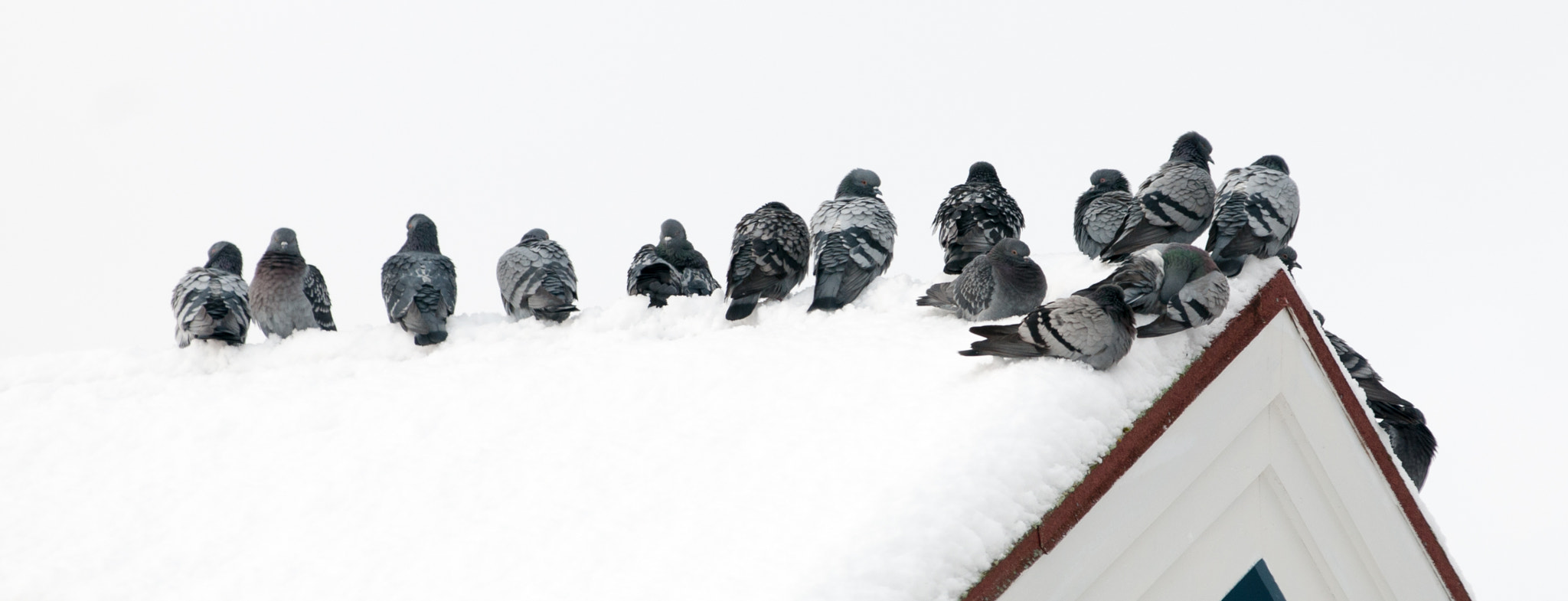Nikon AF-S Nikkor 70-200mm F4G ED VR sample photo. Pigeons photography