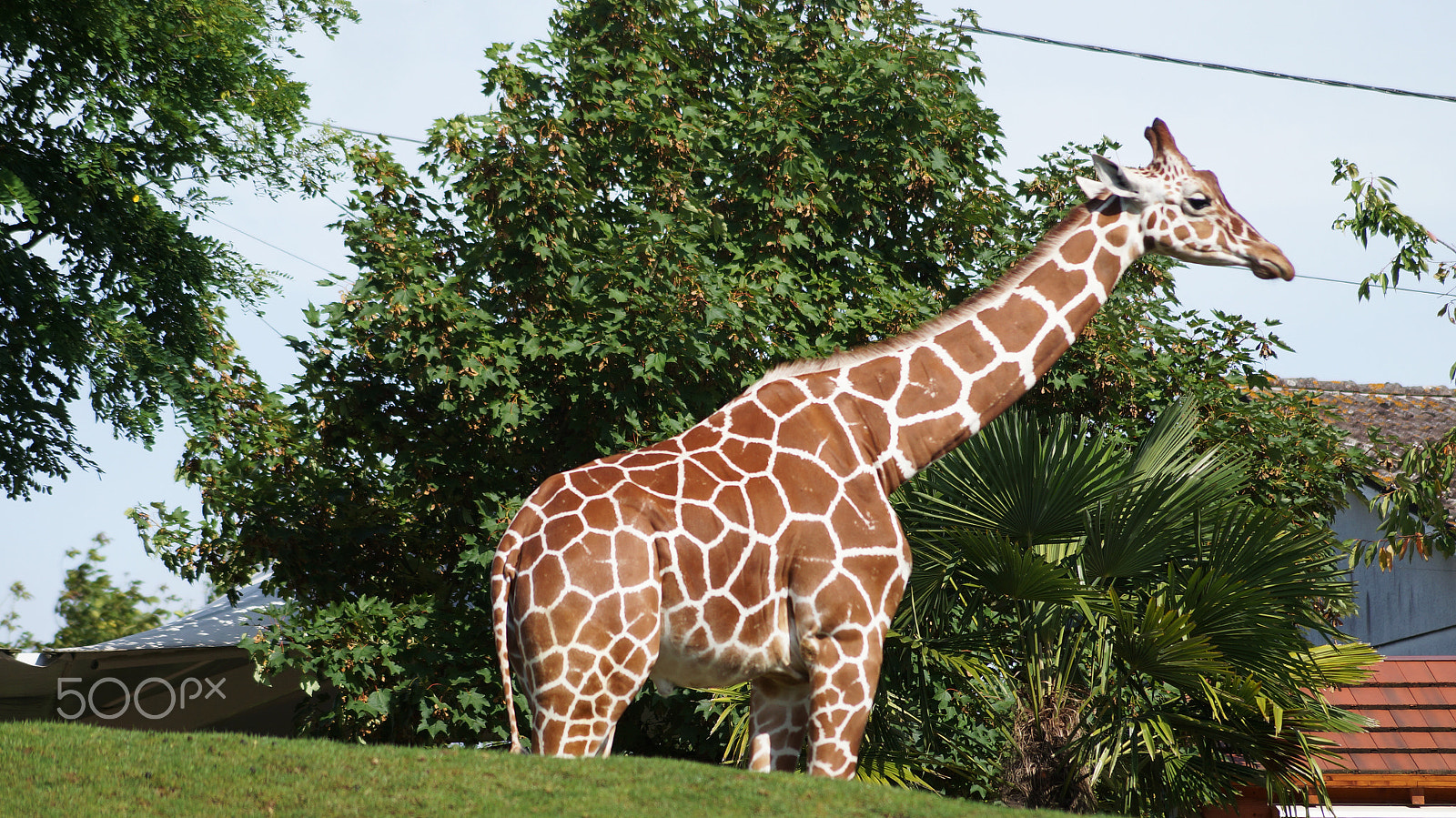 Sony SLT-A57 + Sony DT 55-200mm F4-5.6 SAM sample photo. | zoo beauval | photography