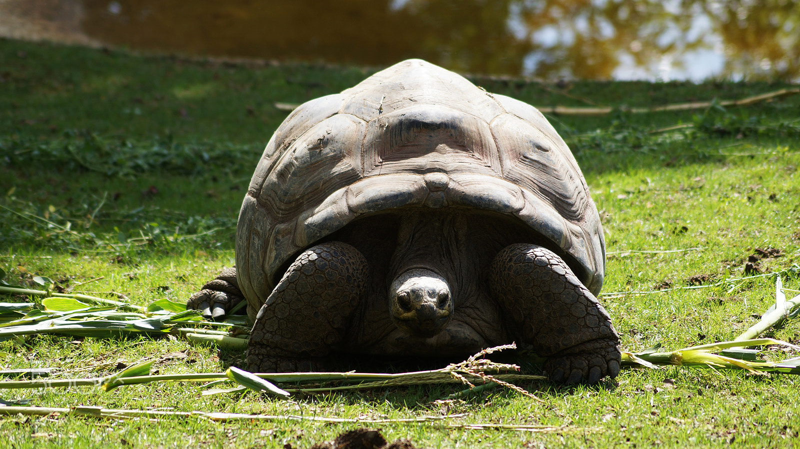 Sony SLT-A57 + Sony DT 55-200mm F4-5.6 SAM sample photo. | zoo beauval | photography