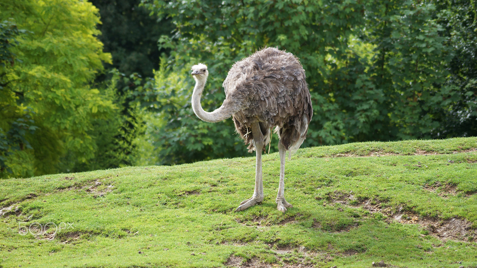 Sony SLT-A57 + Sony DT 55-200mm F4-5.6 SAM sample photo. | zoo beauval | photography